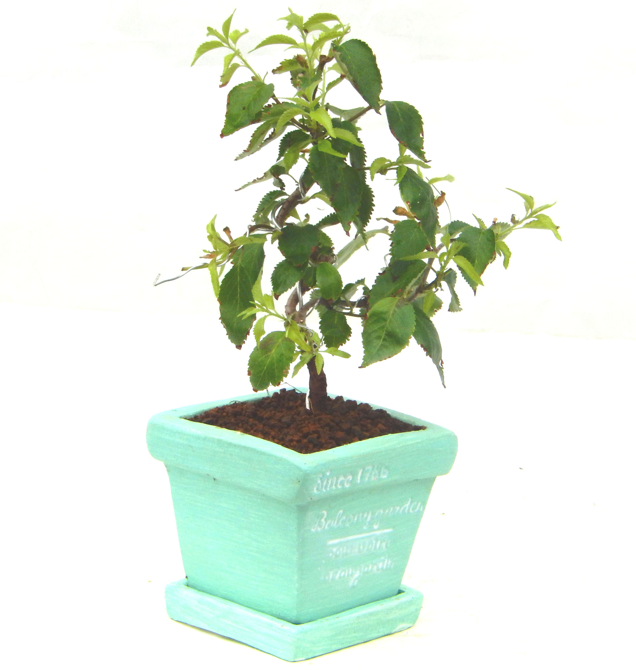 �H����~�ɂ����A�t�ɉԂ��炭�j��炫���ł��B�N�Ԃ̒��x�X�g�Z���[�ɂȂ�܂����I�I�I�R���p�N�g�ɉ������܂����B���߂Ă̕��ɂ���Ă₷����v�ȐA���ł��B