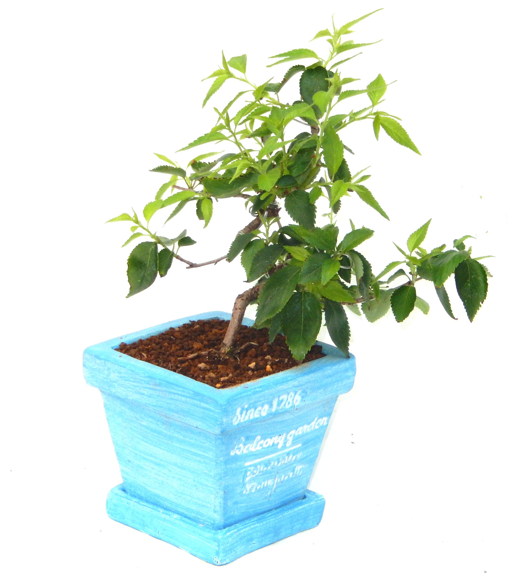 �H����~�ɂ����A�t�ɉԂ��炭�j��炫���ł��B�N�Ԃ̒��x�X�g�Z���[�ɂȂ�܂����I�I�I�R���p�N�g�ɉ������܂����B���߂Ă̕��ɂ���Ă₷����v�ȐA���ł��B