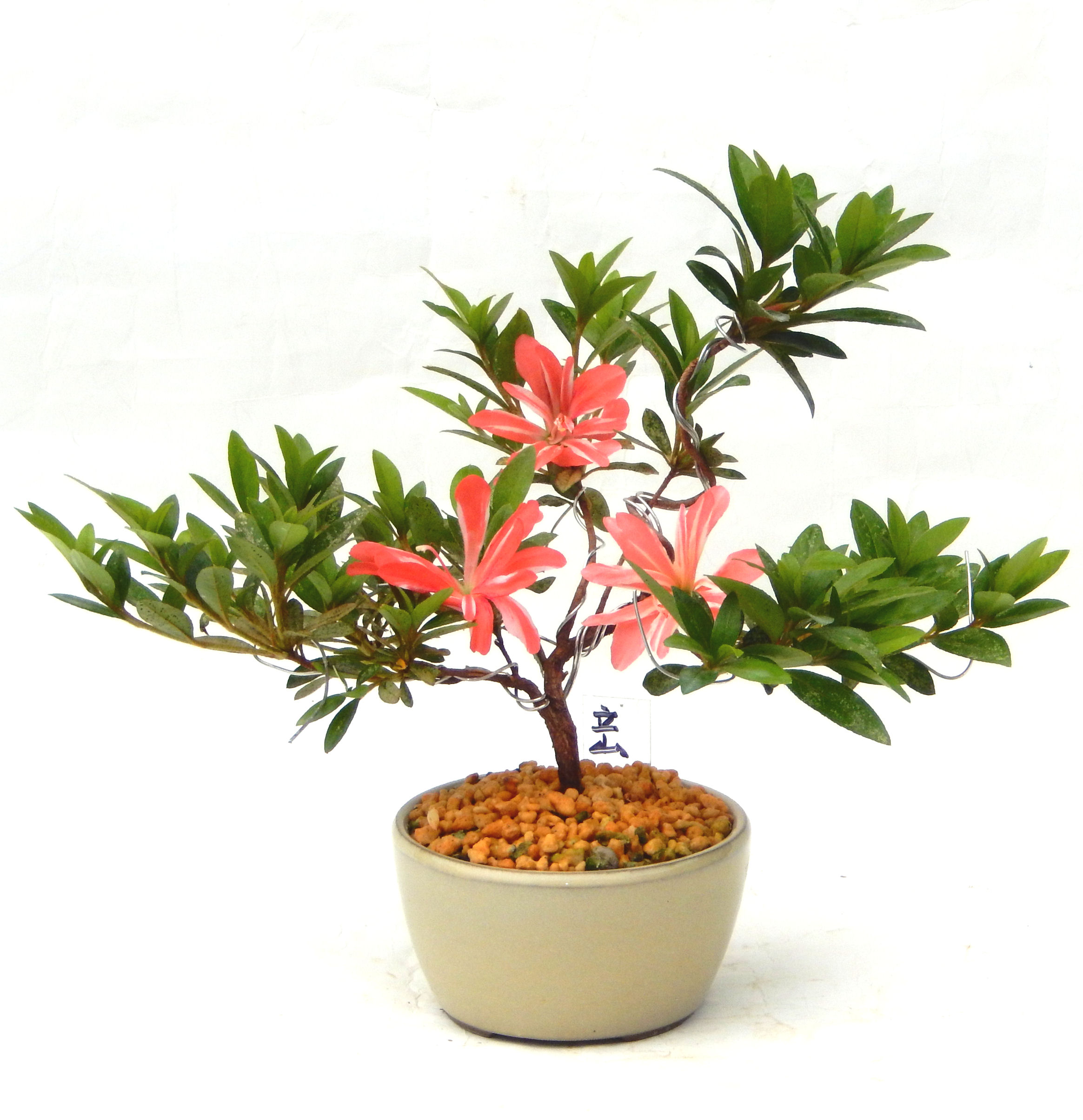 �N�Ԃ̒��x�X�g�Z���[�ɂȂ�܂����I�I�I�R���p�N�g�ɉ������܂����B���߂Ă̕��ɂ���Ă₷����v�ȐA���ł��B