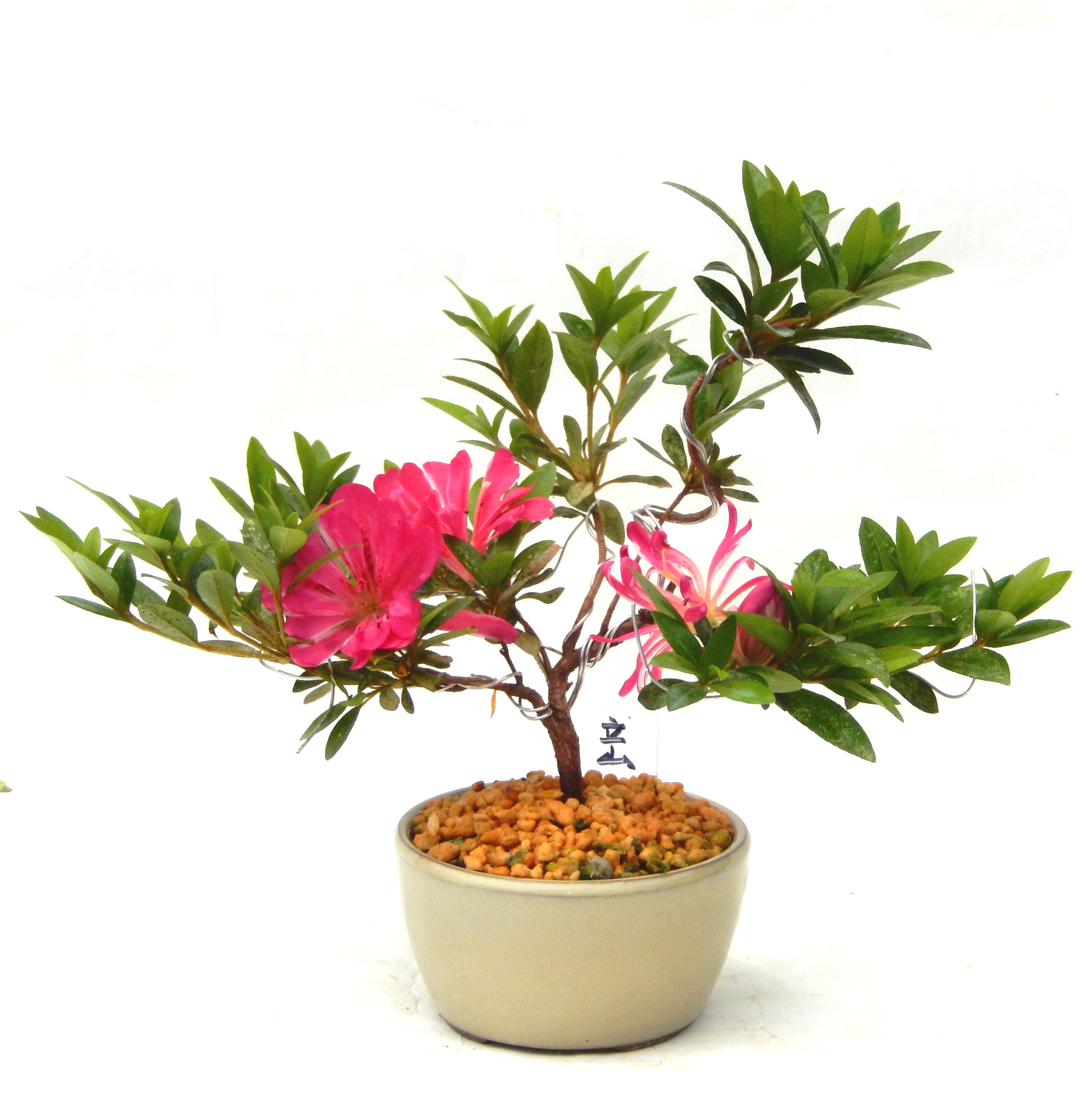 �N�Ԃ̒��x�X�g�Z���[�ɂȂ�܂����I�I�I�R���p�N�g�ɉ������܂����B���߂Ă̕��ɂ���Ă₷����v�ȐA���ł��B