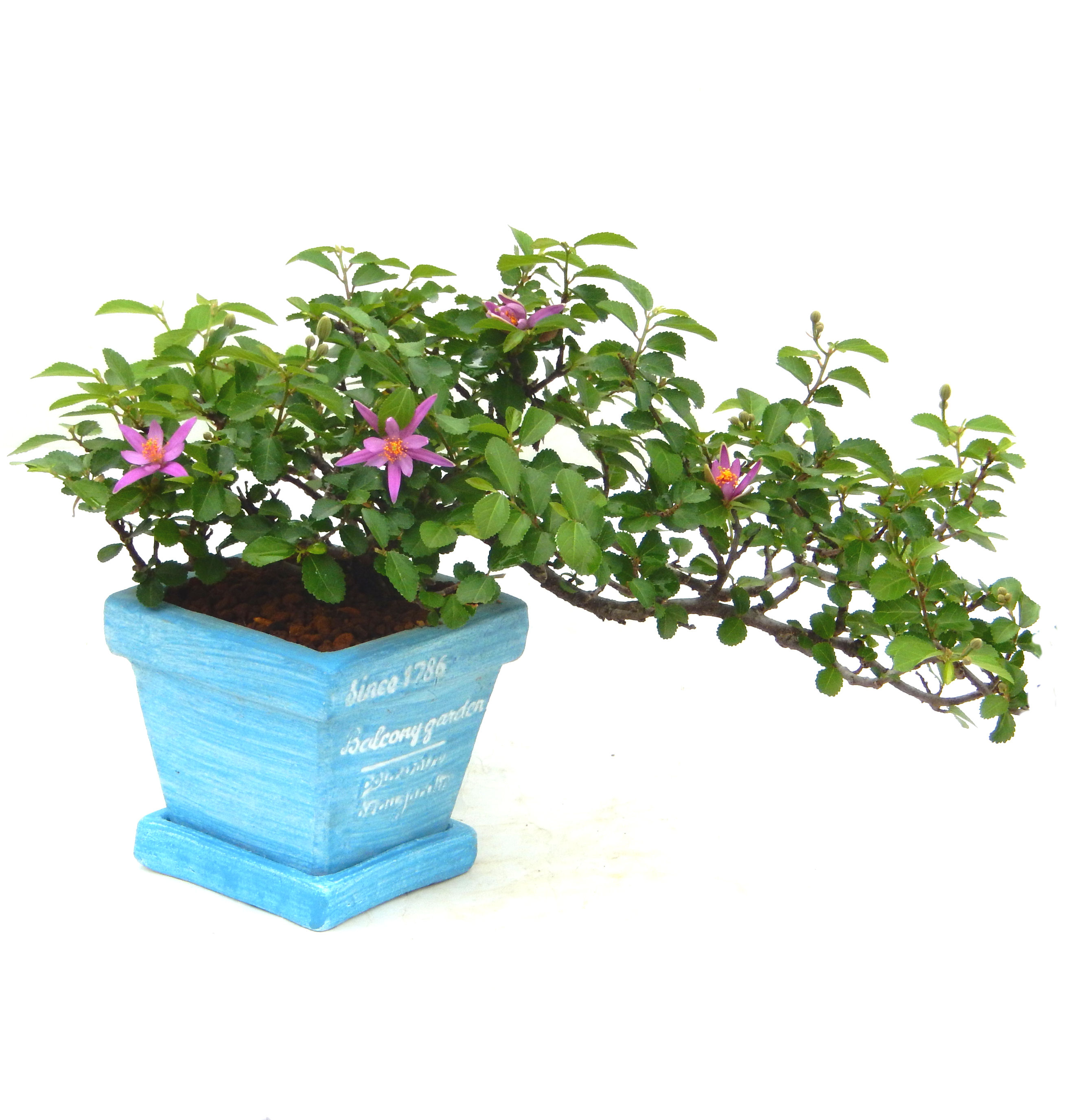 �Q�O�O�Q�N�ȗ��A�N�Ԃ̃x�X�g�Z���[�I�I�I�R���p�N�g�ɉ������܂����B���߂Ă̕��ɂ���Ă₷����v�ȐA���ł��B