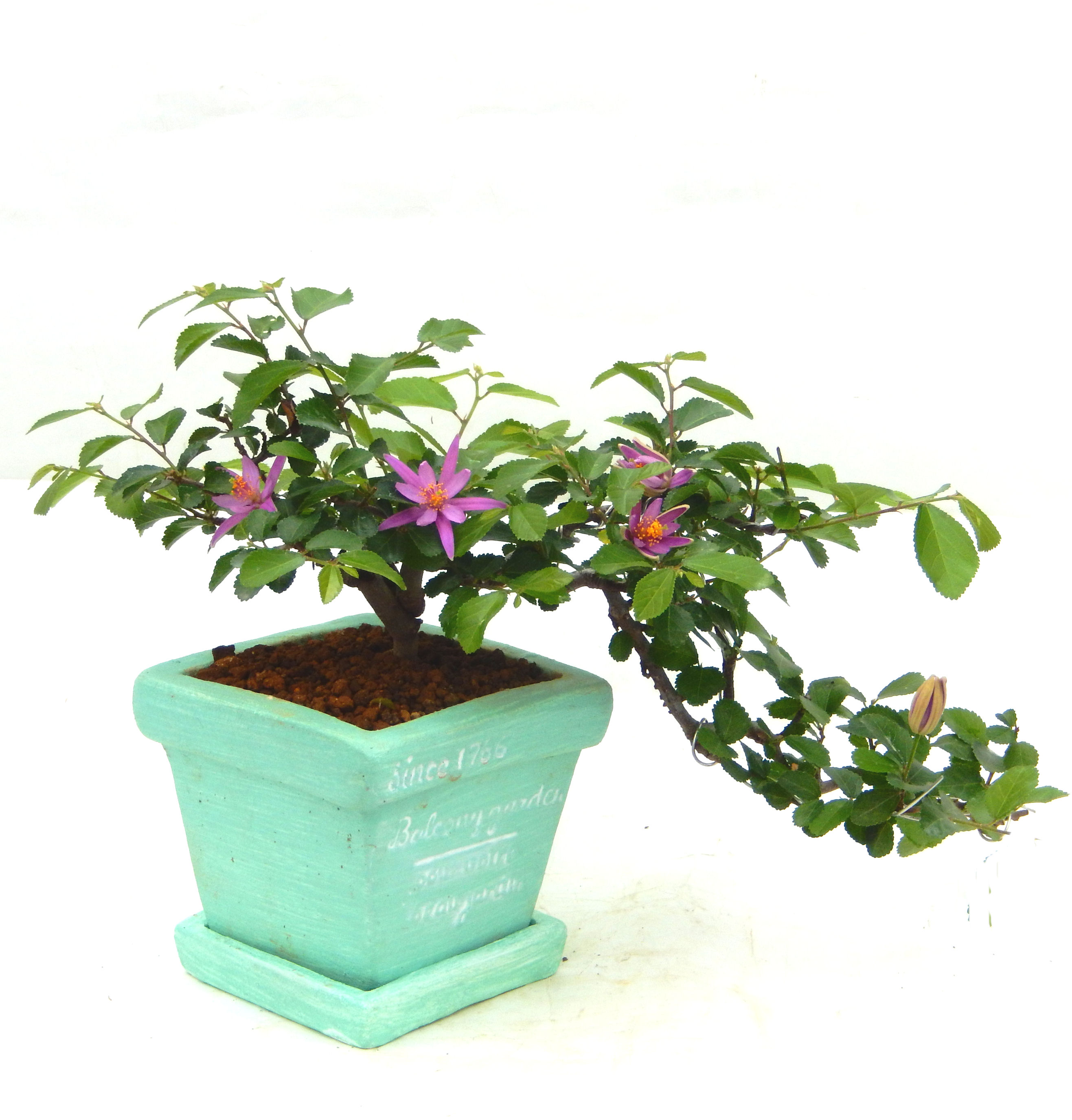 �Q�O�O�Q�N�ȗ��A�N�Ԃ̃x�X�g�Z���[�I�I�I�R���p�N�g�ɉ������܂����B���߂Ă̕��ɂ���Ă₷����v�ȐA���ł��B