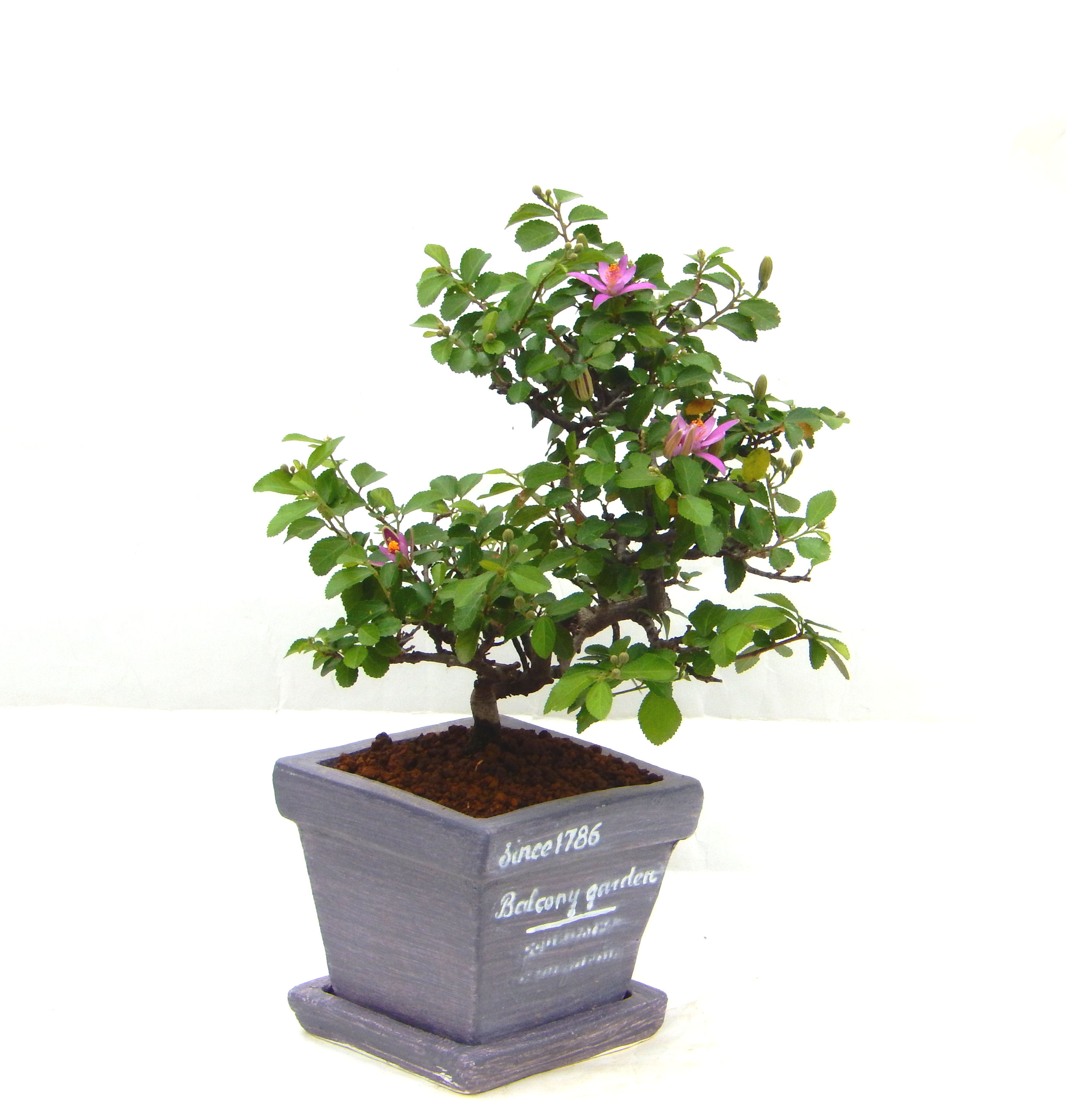 �Q�O�O�Q�N�ȗ��A�N�Ԃ̃x�X�g�Z���[�I�I�I�R���p�N�g�ɉ������܂����B���߂Ă̕��ɂ���Ă₷����v�ȐA���ł��B