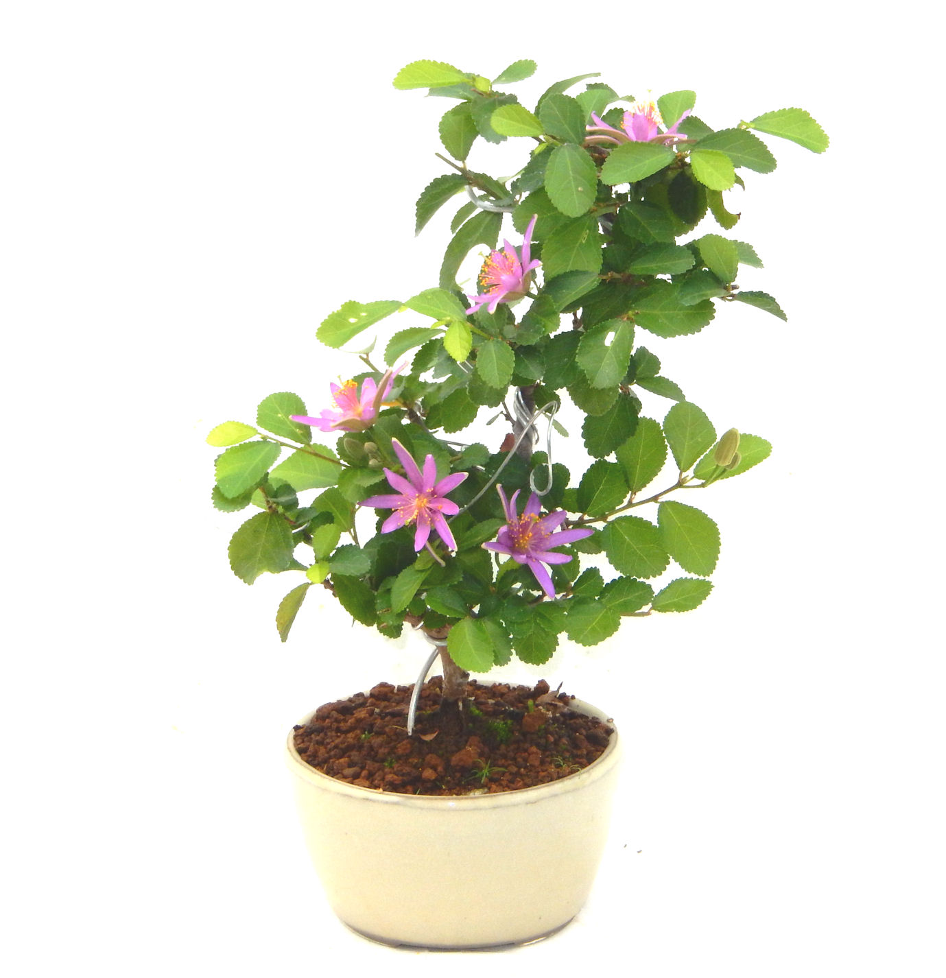 �Q�O�O�Q�N�ȗ��A�N�Ԃ̃x�X�g�Z���[�I�I�I�R���p�N�g�ɉ������܂����B���߂Ă̕��ɂ���Ă₷����v�ȐA���ł��B