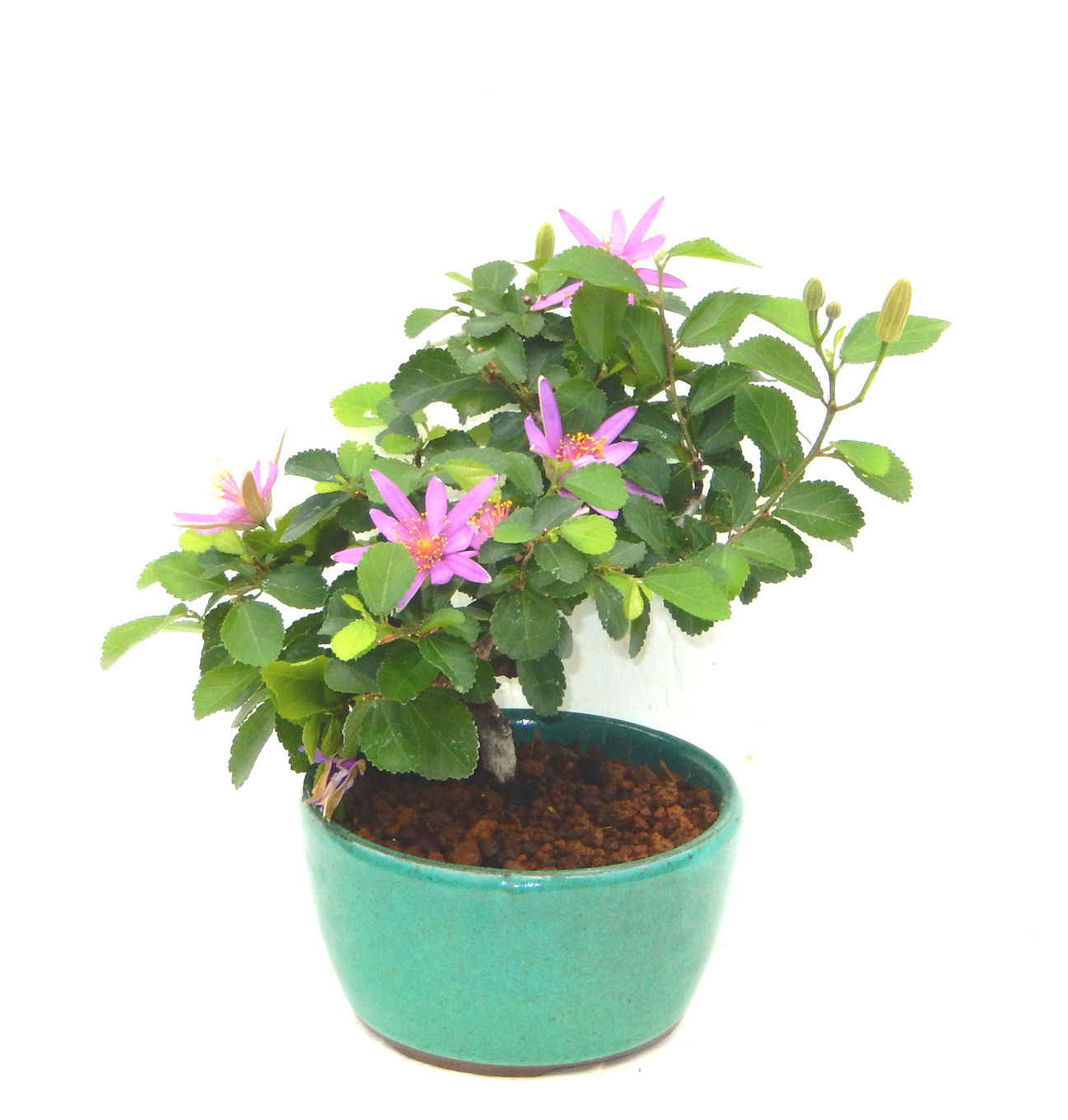 �Q�O�O�Q�N�ȗ��A�N�Ԃ̃x�X�g�Z���[�I�I�I�R���p�N�g�ɉ������܂����B���߂Ă̕��ɂ���Ă₷����v�ȐA���ł��B