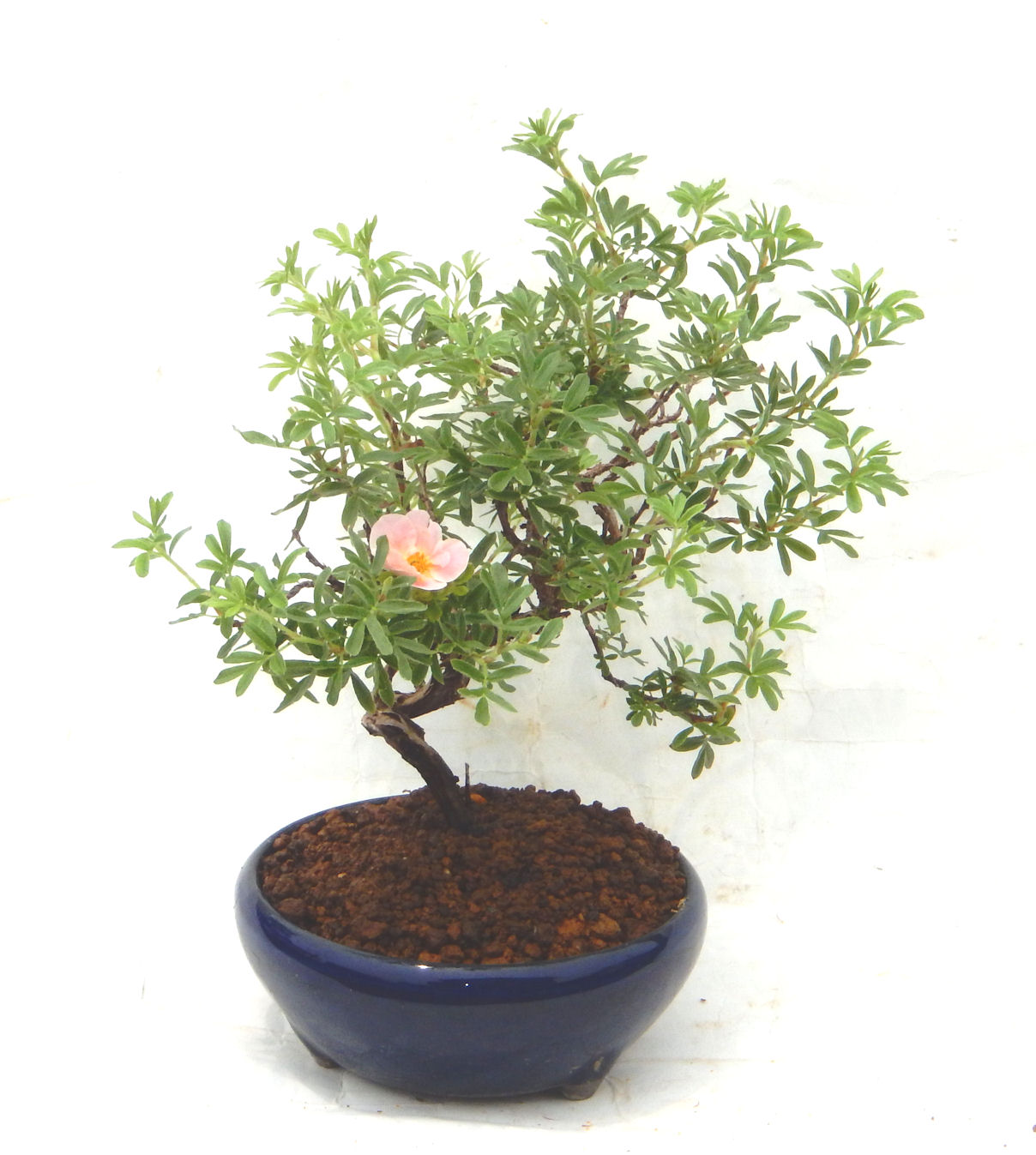 ����̖؁B�����ɂ��₩��鉏�N�A���I�I�Ƃɂ��������A��x������ǂ����Ă���ɓ��ꂽ���Ȃ�A���ł��I 
   ���̏��i�́A�~�j�T�C�Y�ɍ��܂����B�������̃C���e���A�Ƃ��ăe�[�u���⑋�ӂɂ�����傫���ł��B�܂������̂����߂̈�i�ł��I�I�I