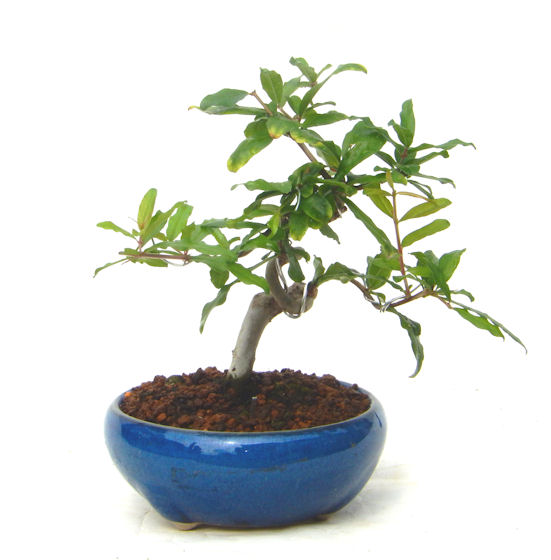 ザクロ。ザクロの盆栽、ミニ盆栽