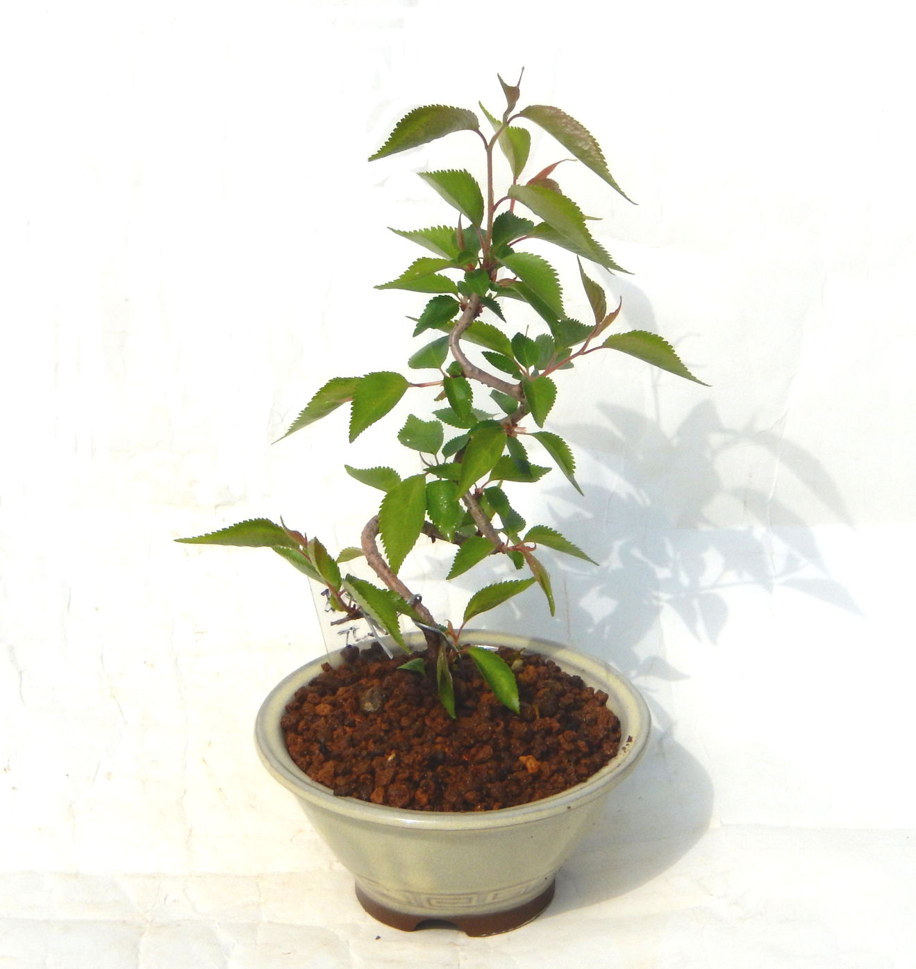 �P�O�����B�t�ƏH�̓��炭�T�N���ł��B�N�Ԃ̒��x�X�g�Z���[�ɂȂ�܂����I�I�I�R���p�N�g�ɉ������܂����B���߂Ă̕��ɂ���Ă₷����v�ȐA���ł��B