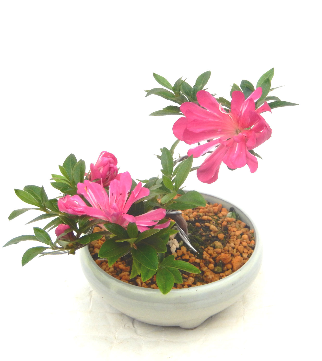 �N�Ԃ̒��x�X�g�Z���[�ɂȂ�܂����I�I�I�R���p�N�g�ɉ������܂����B���߂Ă̕��ɂ���Ă₷����v�ȐA���ł��B