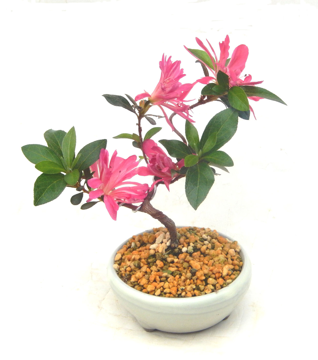 �N�Ԃ̒��x�X�g�Z���[�ɂȂ�܂����I�I�I�R���p�N�g�ɉ������܂����B���߂Ă̕��ɂ���Ă₷����v�ȐA���ł��B