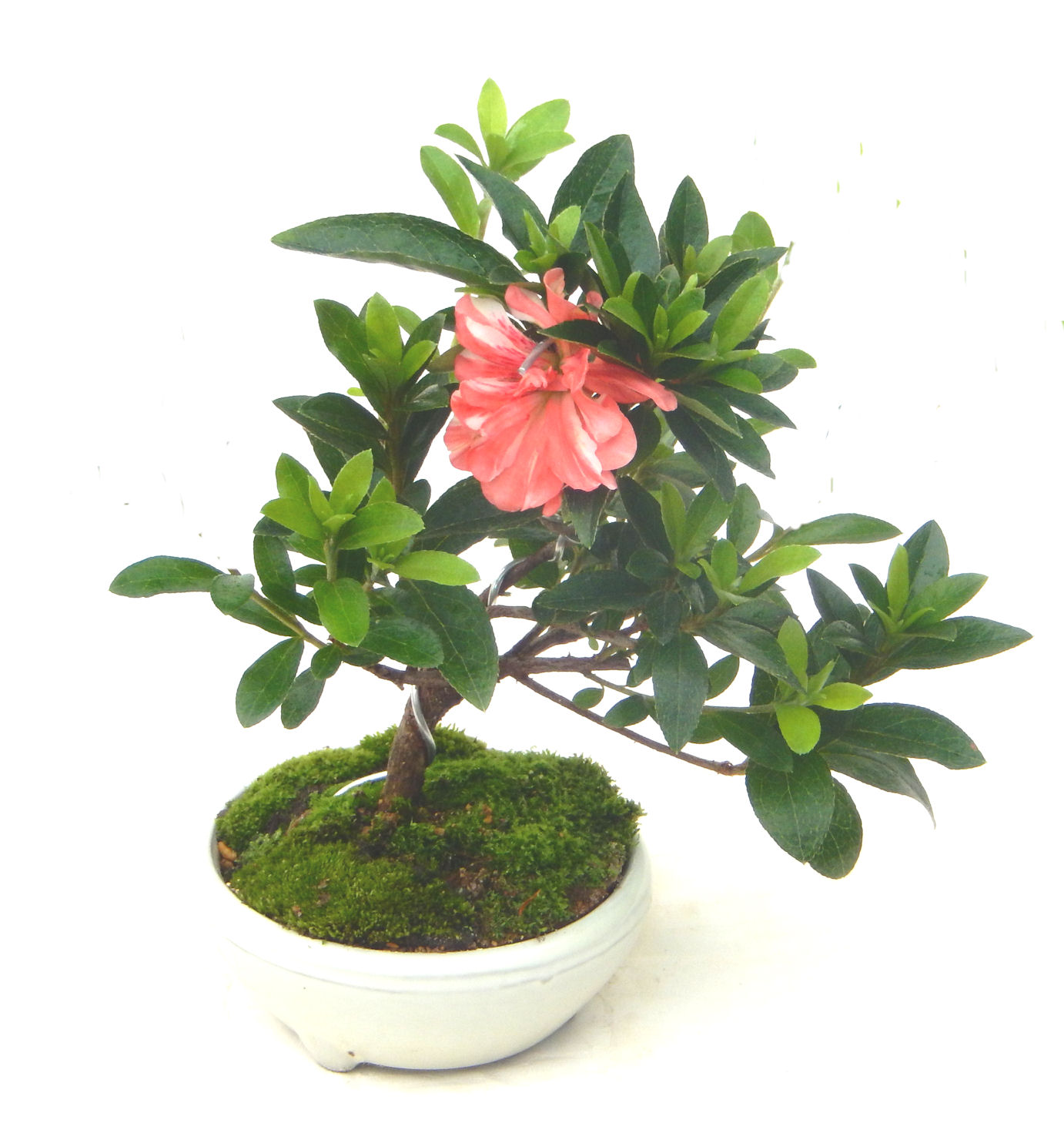 �N�Ԃ̒��x�X�g�Z���[�ɂȂ�܂����I�I�I�R���p�N�g�ɉ������܂����B���߂Ă̕��ɂ���Ă₷����v�ȐA���ł��B