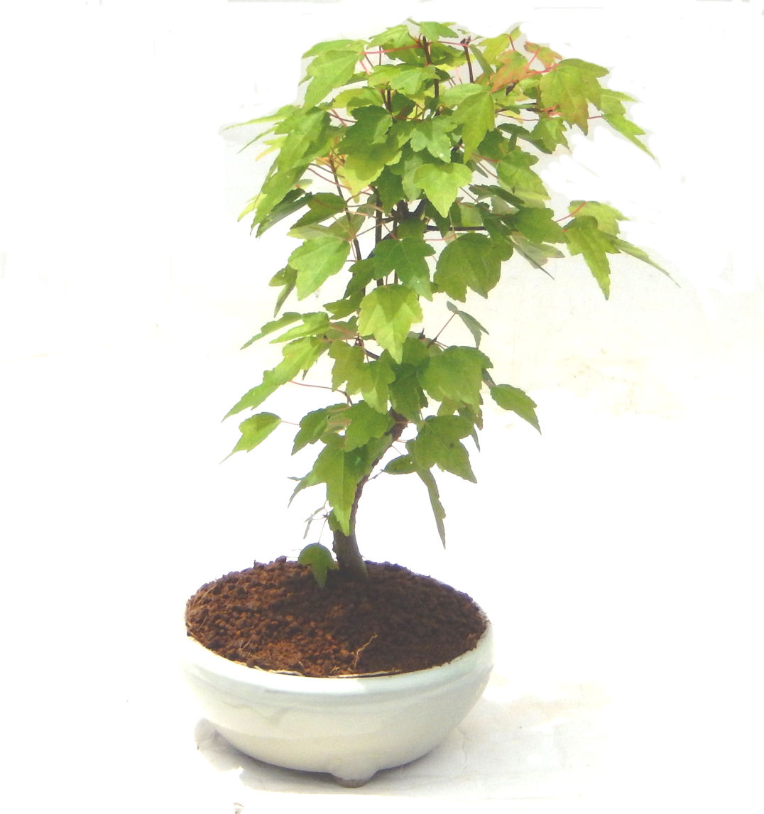 �����ŁB���Ă̐V�΁A�H�̍g�t�A���t�����ďt�̉�ӂ��A�l�G�𔧂Ŋ�����A���ł��B��N�A�N�Ԃ̃x�X�g�Z���[�ɂȂ�܂����I�I�I�R���p�N�g�ɉ������܂����B���߂Ă̕��ɂ���Ă₷����v�ȐA���ł��B