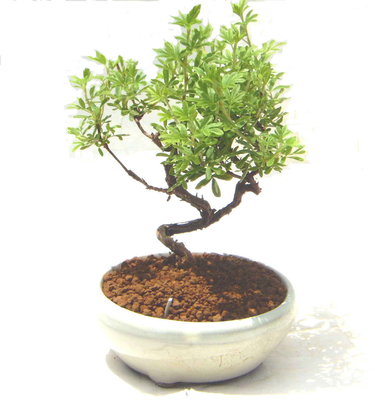 ����̖؁B�����ɂ��₩��鉏�N�A���I�I�Ƃɂ��������A��x������ǂ����Ă���ɓ��ꂽ���Ȃ�A���ł��I 
   ���̏��i�́A�~�j�T�C�Y�ɍ��܂����B�������̃C���e���A�Ƃ��ăe�[�u���⑋�ӂɂ�����傫���ł��B�܂������̂����߂̈�i�ł��I�I�I