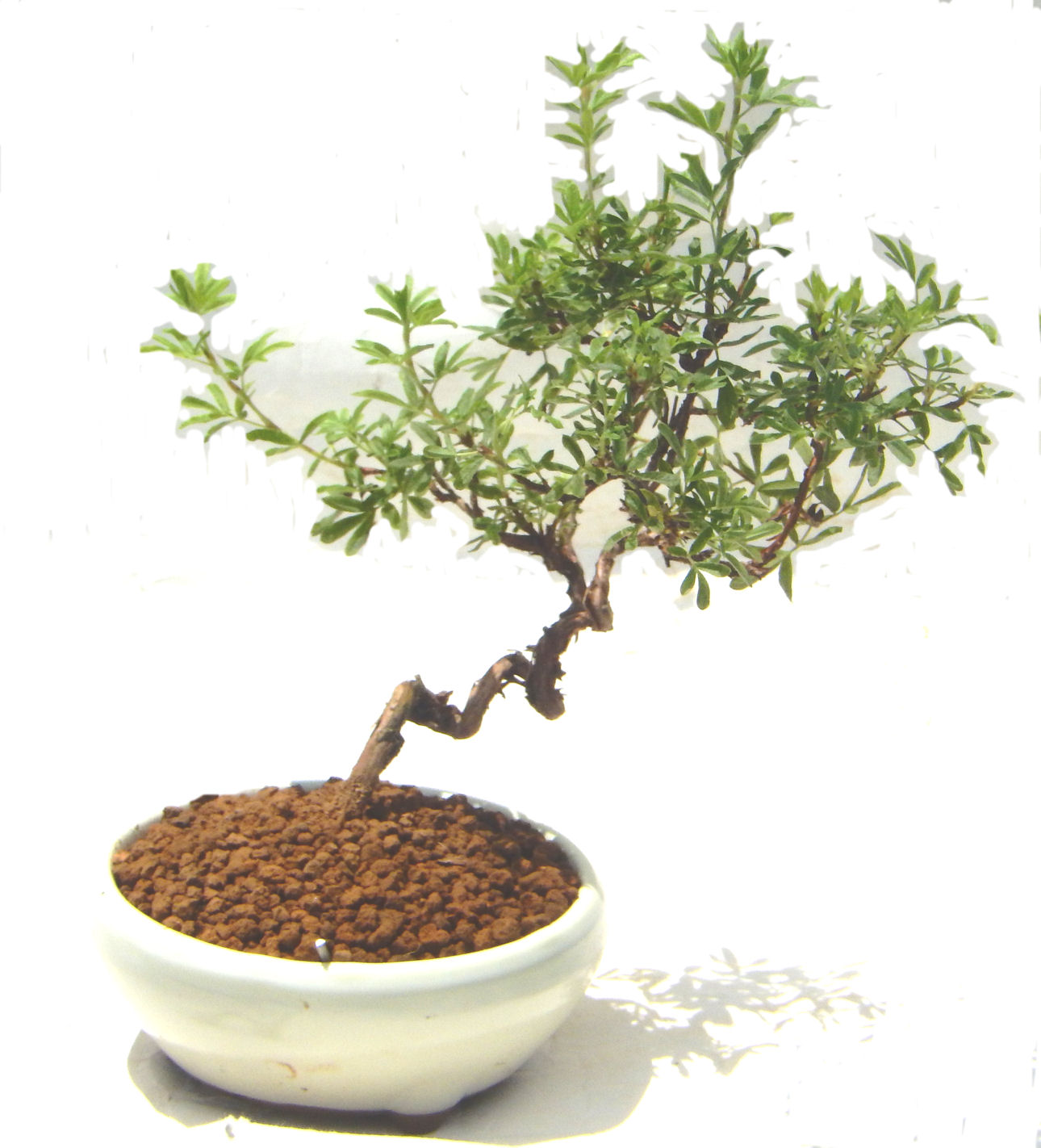 ���I�~�Ə����܂��B�����ɂ��₩��鉏�N�A���I�I�Ƃɂ��������A��x������ǂ����Ă���ɓ��ꂽ���Ȃ�A���ł��I 
   ���̏��i�́A�~�j�T�C�Y�ɍ��܂����B�������̃C���e���A�Ƃ��ăe�[�u���⑋�ӂɂ�����傫���ł��B�܂������̂����߂̈�i�ł��I�I�I