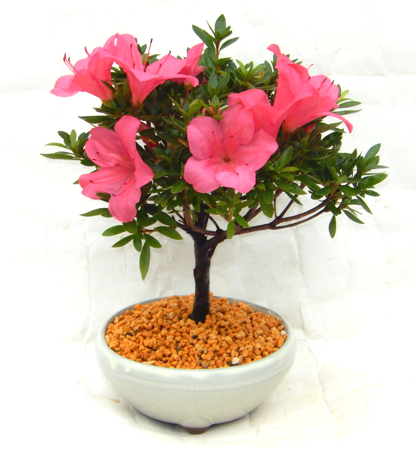 �N�Ԃ̒��x�X�g�Z���[�ɂȂ�܂����I�I�I�R���p�N�g�ɉ������܂����B���߂Ă̕��ɂ���Ă₷����v�ȐA���ł��B