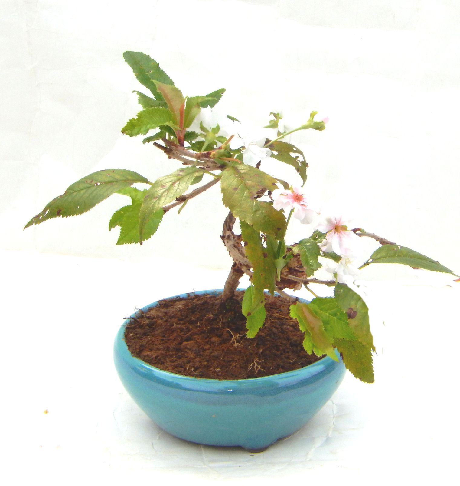 �H����~�ɂ����A�t�ɉԂ��炭�j��炫���ł��B�N�Ԃ̒��x�X�g�Z���[�ɂȂ�܂����I�I�I�R���p�N�g�ɉ������܂����B���߂Ă̕��ɂ���Ă₷����v�ȐA���ł��B