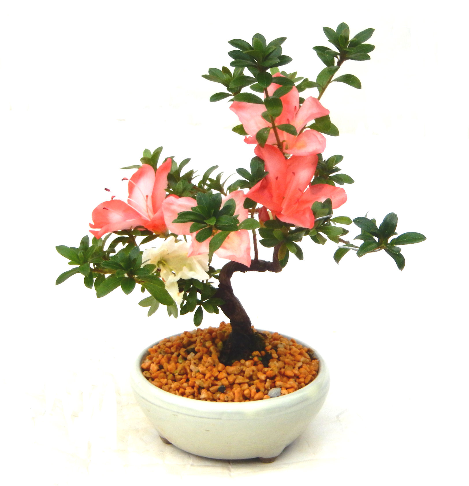 �N�Ԃ̒��x�X�g�Z���[�ɂȂ�܂����I�I�I�R���p�N�g�ɉ������܂����B���߂Ă̕��ɂ���Ă₷����v�ȐA���ł��B