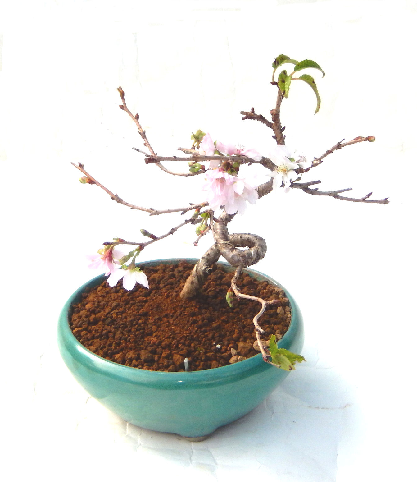 �H����~�ɂ����A�t�ɉԂ��炭�j��炫���ł��B�N�Ԃ̒��x�X�g�Z���[�ɂȂ�܂����I�I�I�R���p�N�g�ɉ������܂����B���߂Ă̕��ɂ���Ă₷����v�ȐA���ł��B