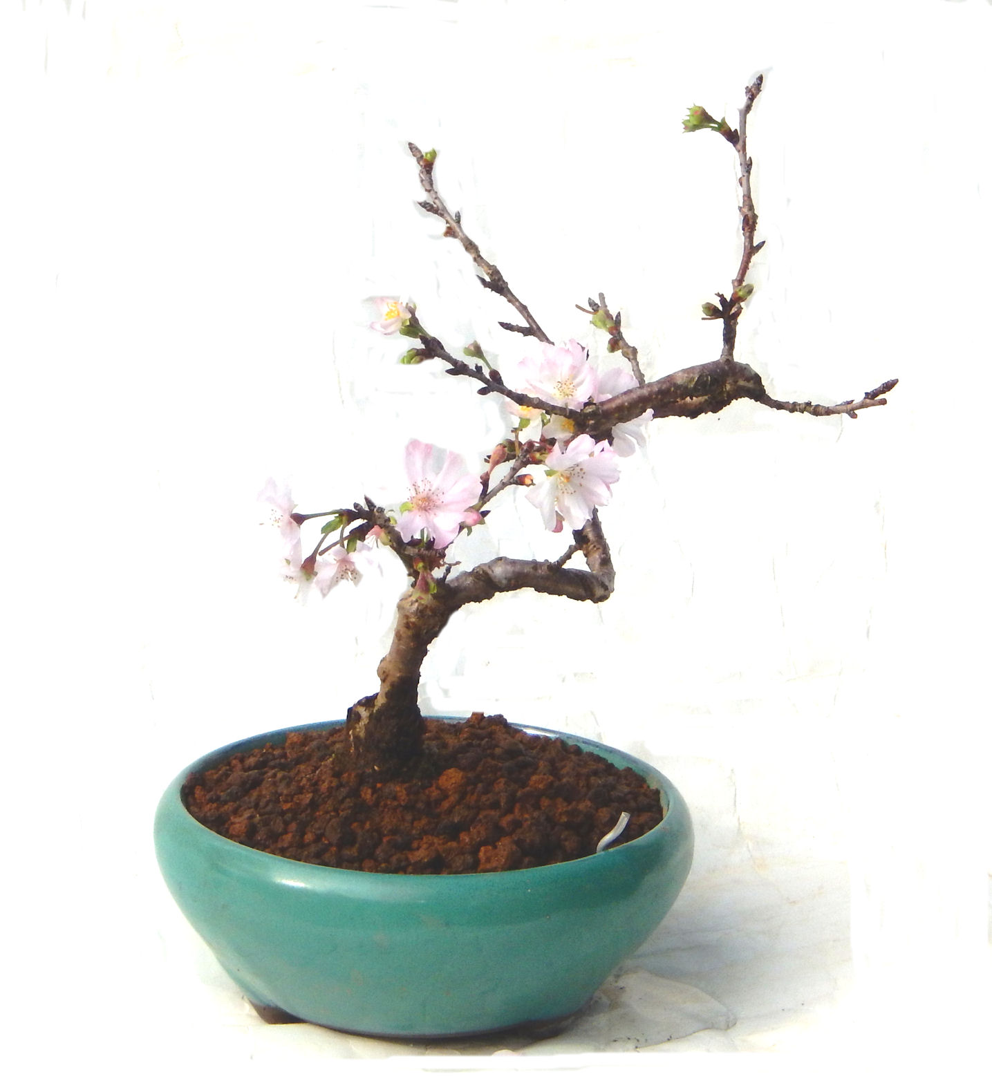 �P�O�����B�t�ƏH�̓��炭�T�N���ł��B�N�Ԃ̒��x�X�g�Z���[�ɂȂ�܂����I�I�I�R���p�N�g�ɉ������܂����B���߂Ă̕��ɂ���Ă₷����v�ȐA���ł��B