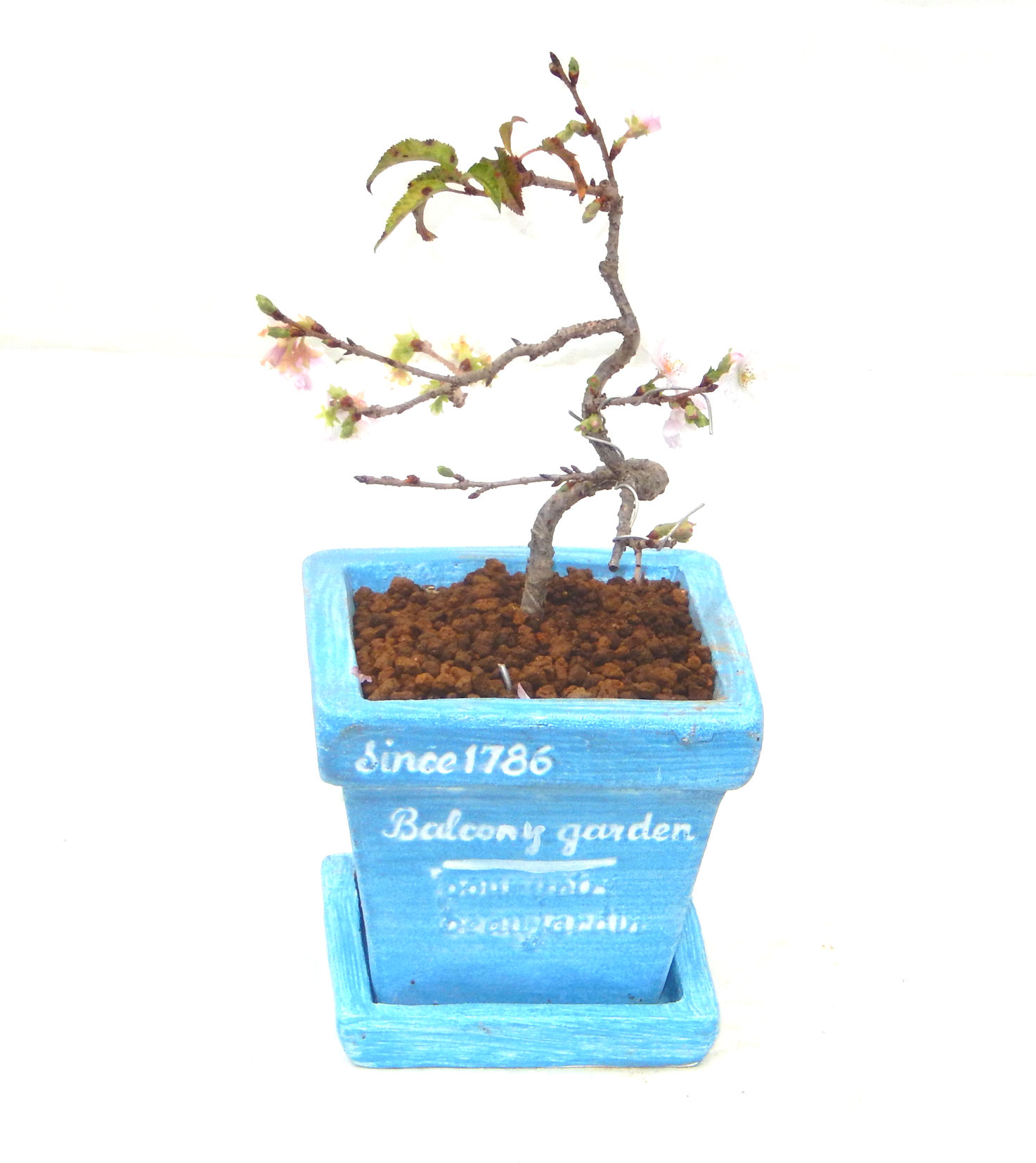 �P�O�����B�t�ƏH�̓��炭�T�N���ł��B�N�Ԃ̒��x�X�g�Z���[�ɂȂ�܂����I�I�I�R���p�N�g�ɉ������܂����B���߂Ă̕��ɂ���Ă₷����v�ȐA���ł��B