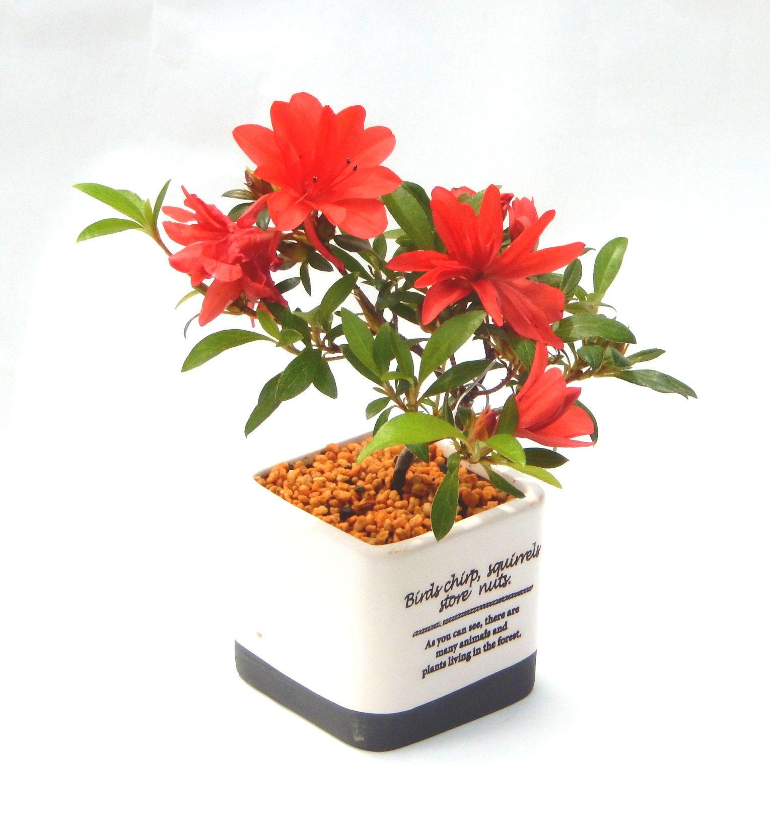 �N�Ԃ̒��x�X�g�Z���[�ɂȂ�܂����I�I�I�R���p�N�g�ɉ������܂����B���߂Ă̕��ɂ���Ă₷����v�ȐA���ł��B