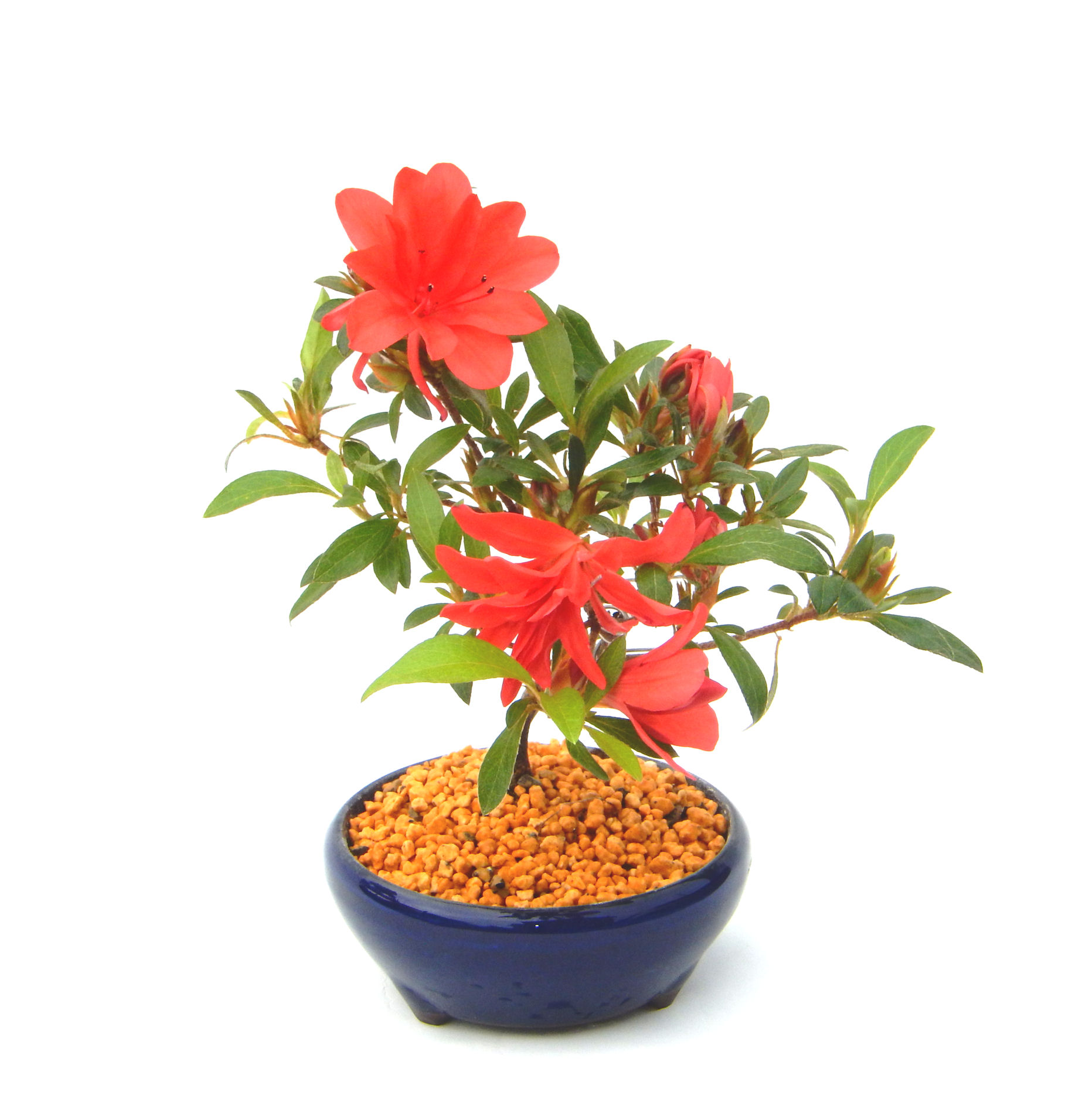 �N�Ԃ̒��x�X�g�Z���[�ɂȂ�܂����I�I�I�R���p�N�g�ɉ������܂����B���߂Ă̕��ɂ���Ă₷����v�ȐA���ł��B