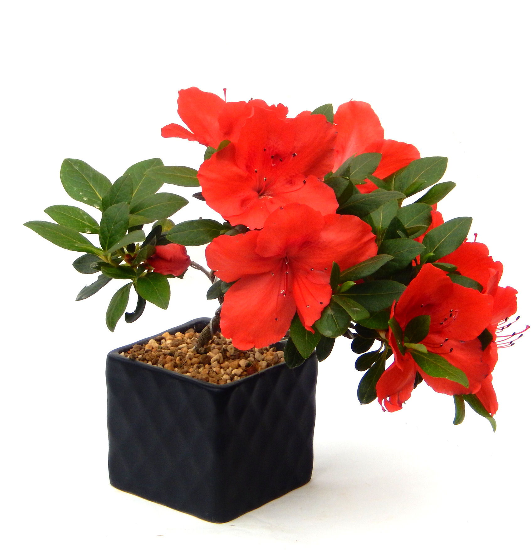 �͂Ȃт�̖~��