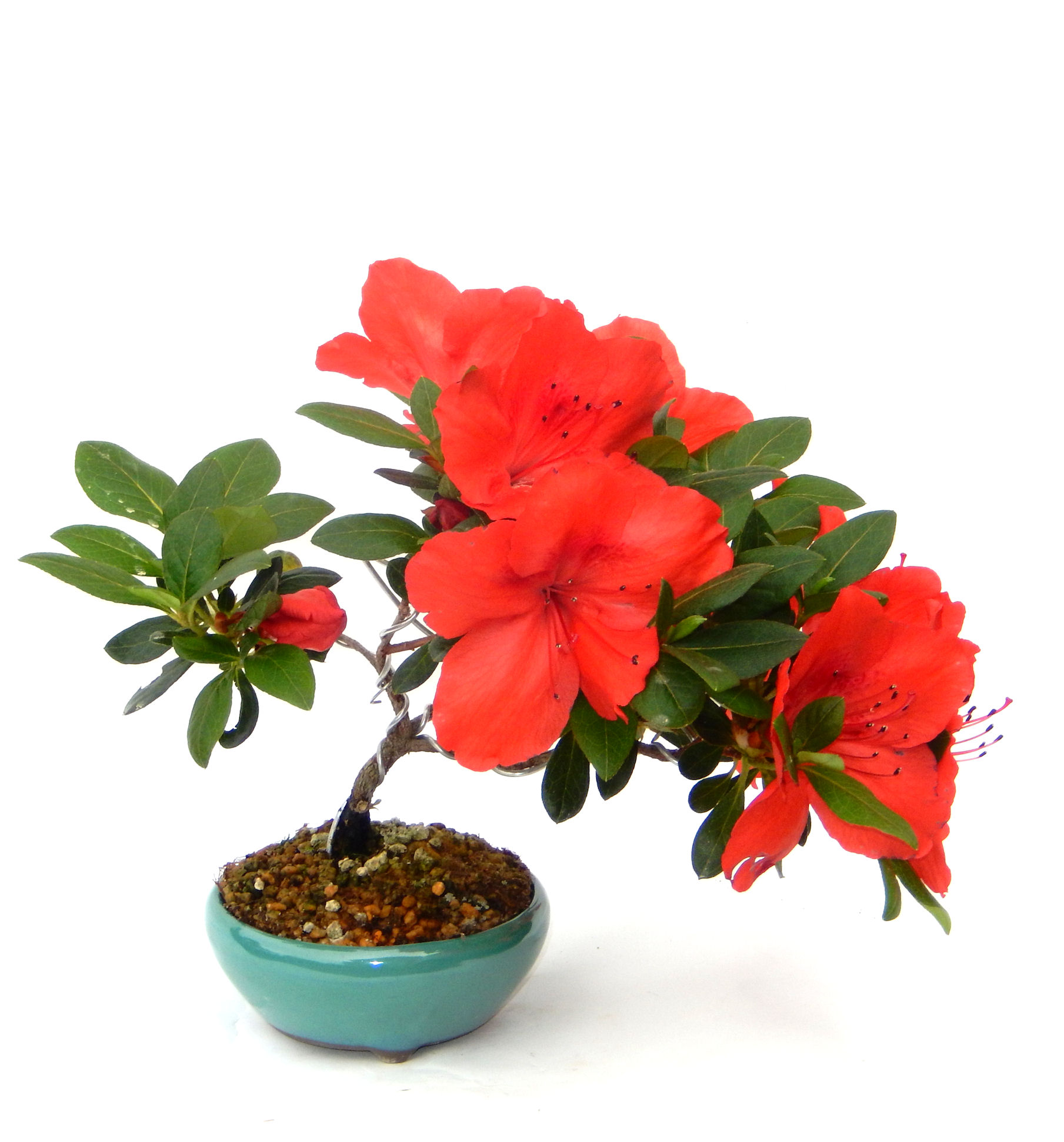 �͂Ȃт�̖~��