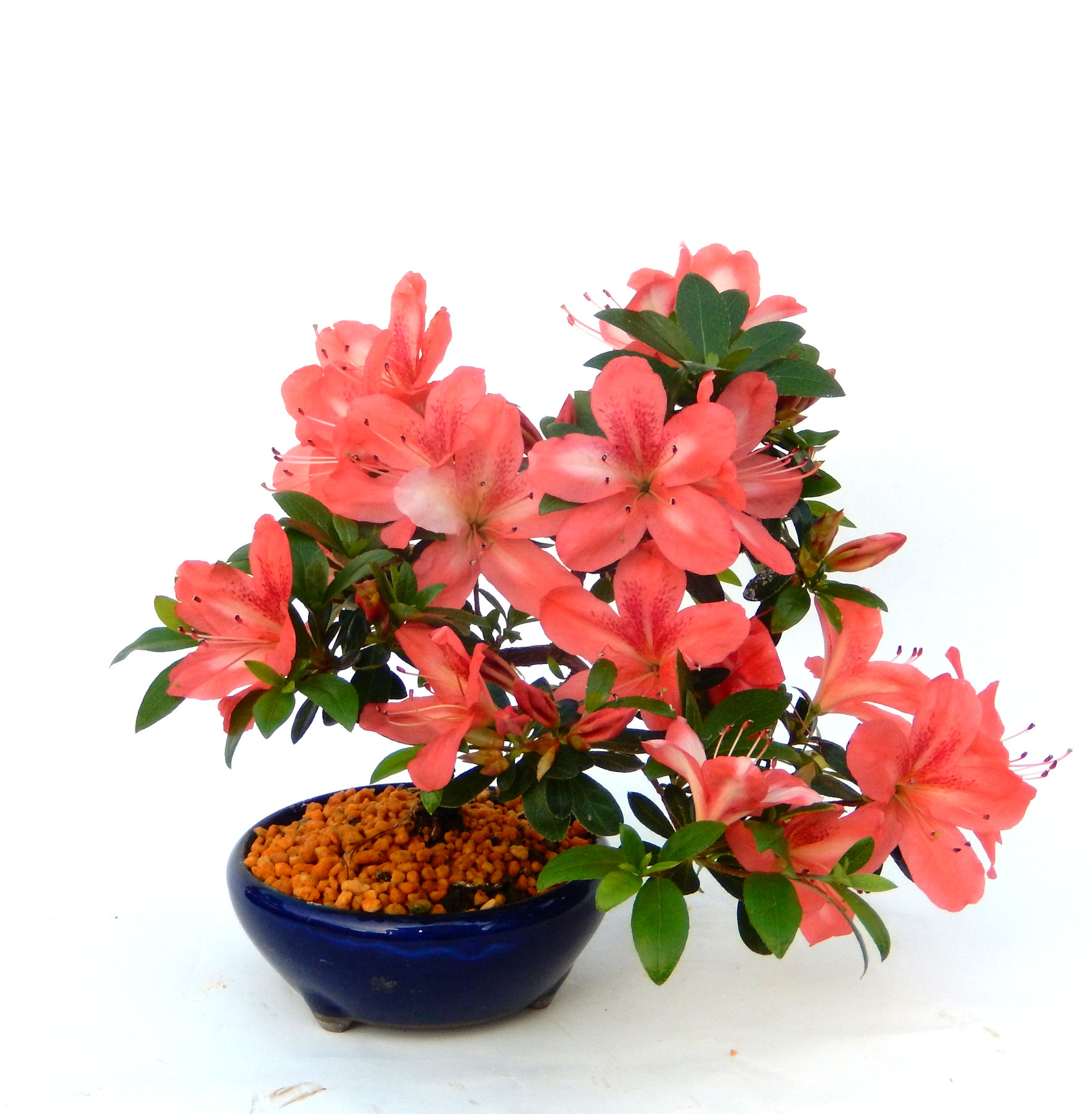 �N�Ԃ̒��x�X�g�Z���[�ɂȂ�܂����I�I�I�R���p�N�g�ɉ������܂����B���߂Ă̕��ɂ���Ă₷����v�ȐA���ł��B