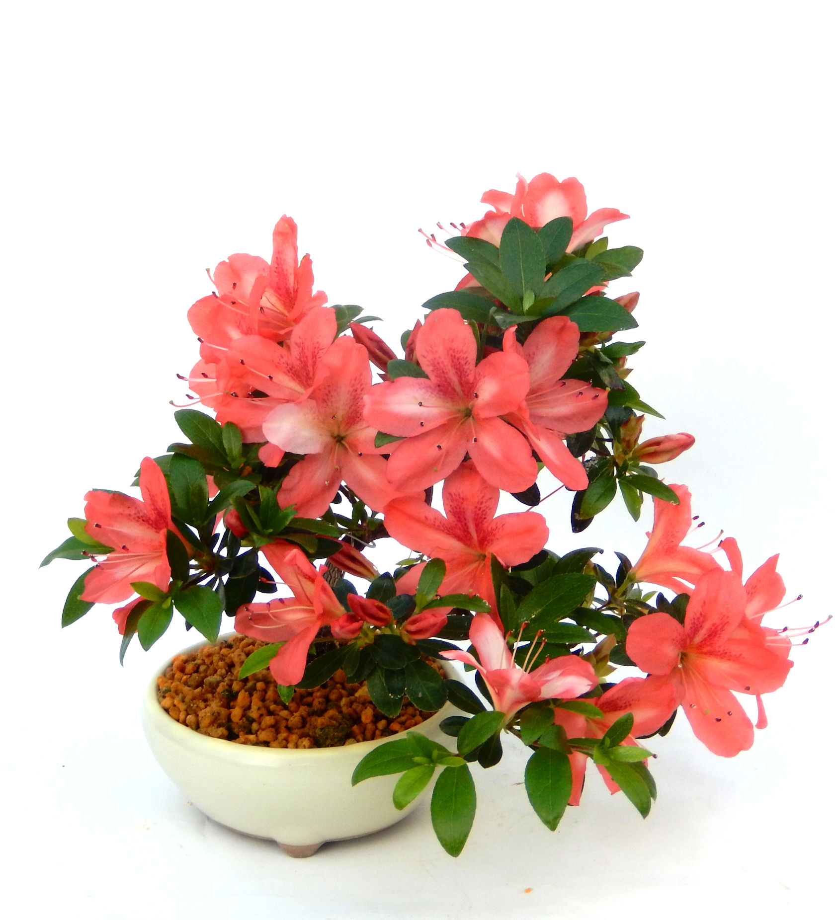 �N�Ԃ̒��x�X�g�Z���[�ɂȂ�܂����I�I�I�R���p�N�g�ɉ������܂����B���߂Ă̕��ɂ���Ă₷����v�ȐA���ł��B