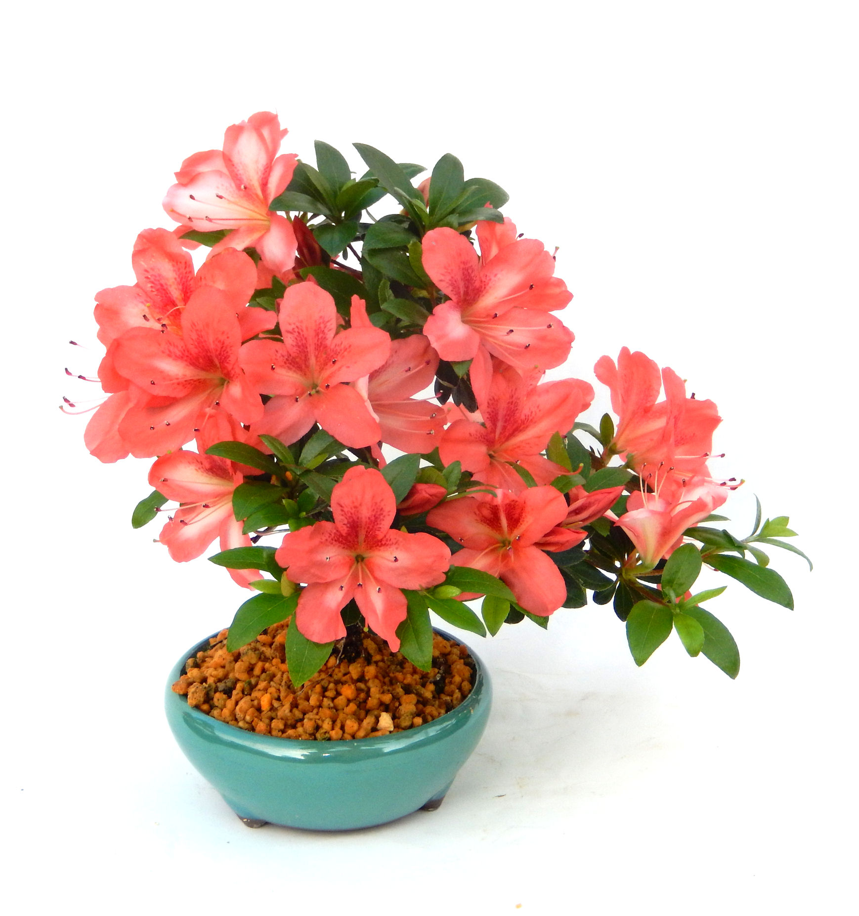 �N�Ԃ̒��x�X�g�Z���[�ɂȂ�܂����I�I�I�R���p�N�g�ɉ������܂����B���߂Ă̕��ɂ���Ă₷����v�ȐA���ł��B