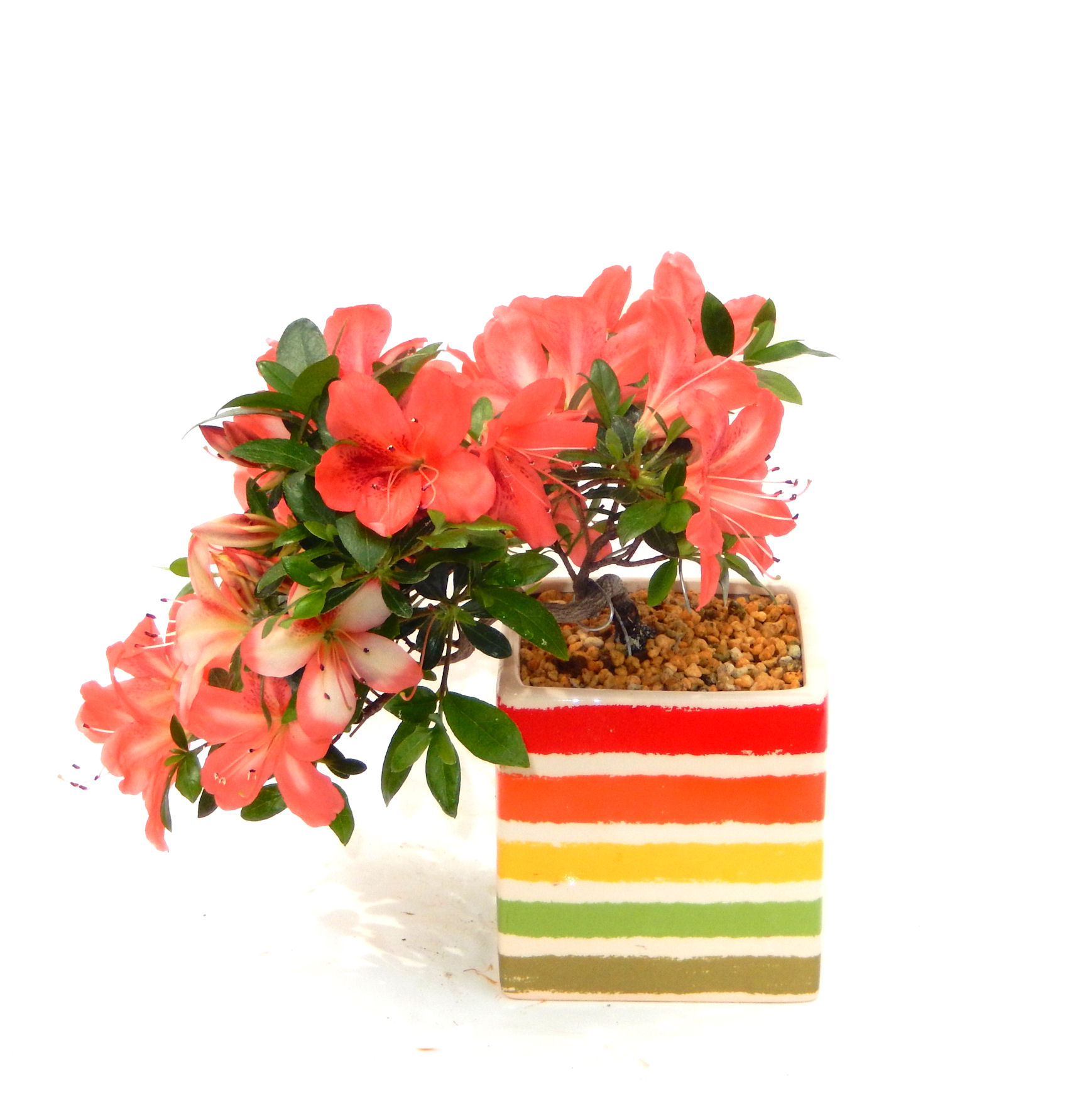 �N�Ԃ̒��x�X�g�Z���[�ɂȂ�܂����I�I�I�R���p�N�g�ɉ������܂����B���߂Ă̕��ɂ���Ă₷����v�ȐA���ł��B