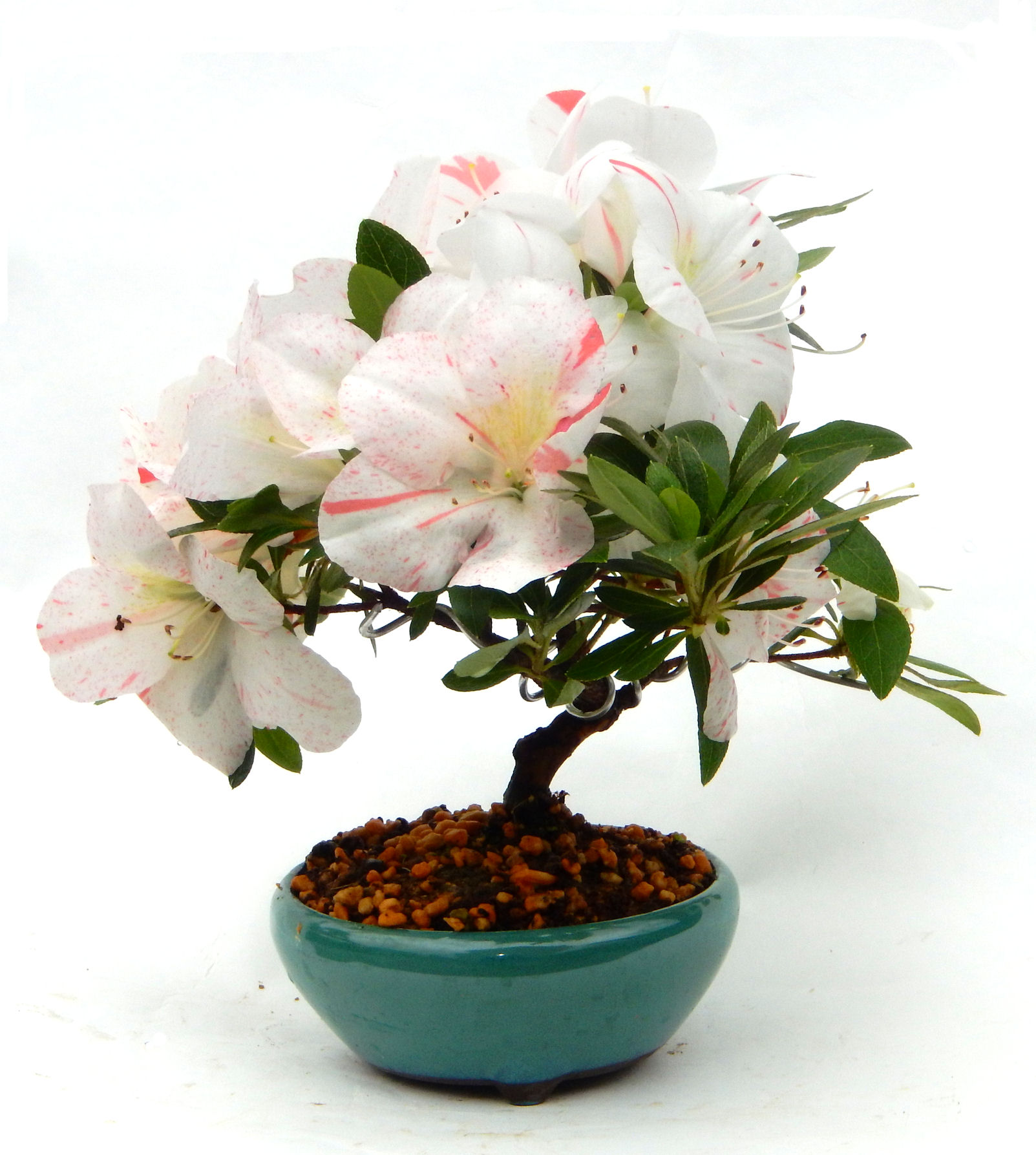 �N�Ԃ̒��x�X�g�Z���[�ɂȂ�܂����I�I�I�R���p�N�g�ɉ������܂����B���߂Ă̕��ɂ���Ă₷����v�ȐA���ł��B