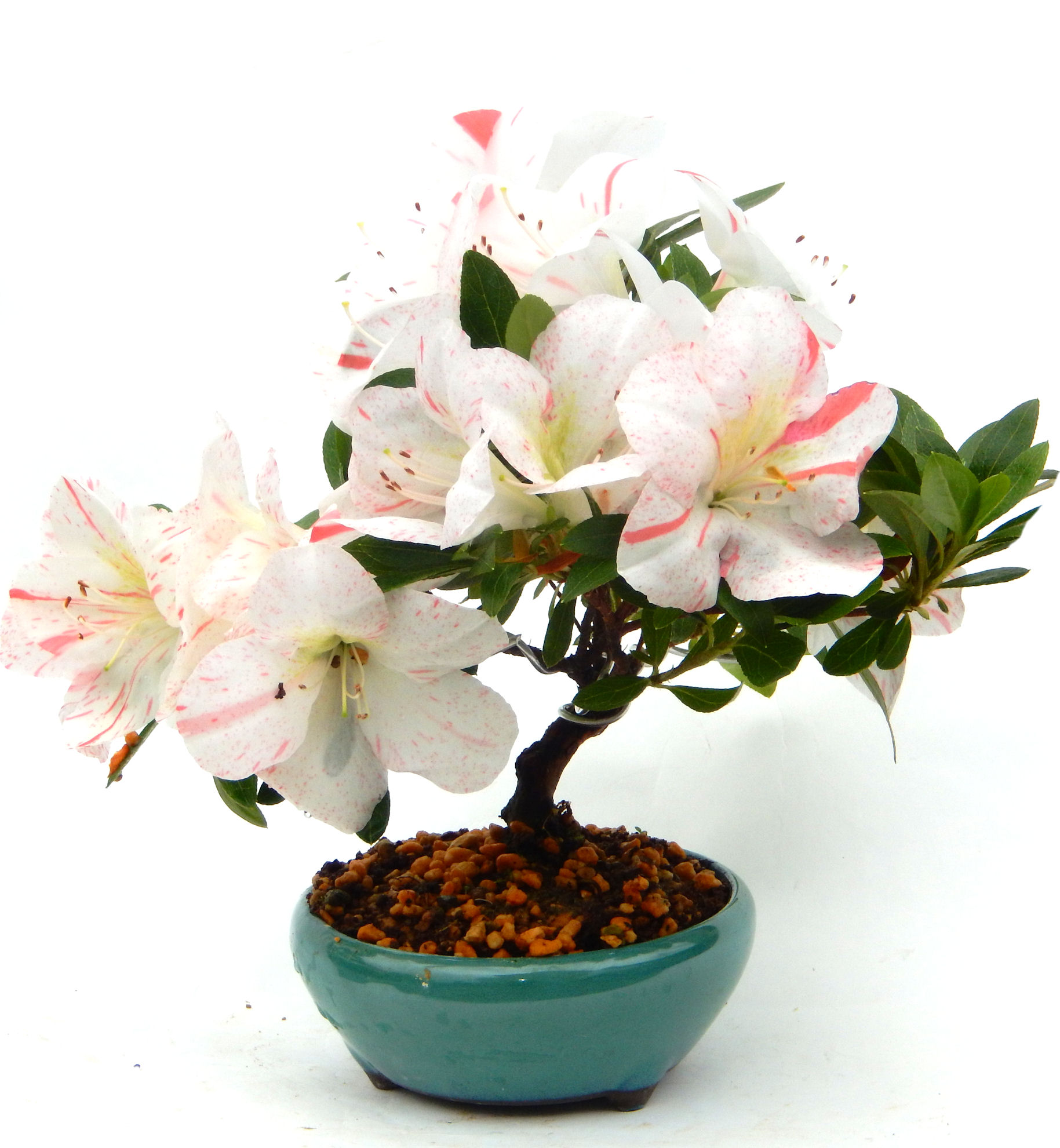 �N�Ԃ̒��x�X�g�Z���[�ɂȂ�܂����I�I�I�R���p�N�g�ɉ������܂����B���߂Ă̕��ɂ���Ă₷����v�ȐA���ł��B