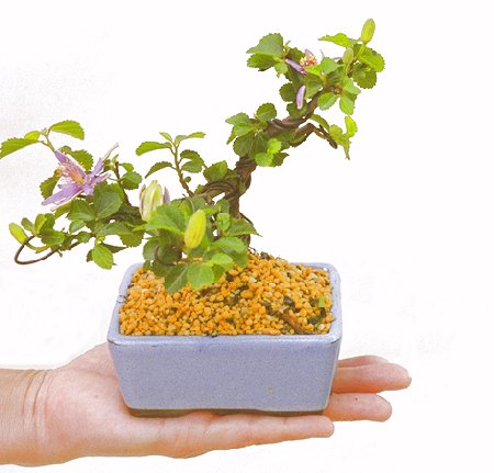 �Q�O�O�O�N�A�N�Ԃ̃x�X�g�Z���[�ɂȂ�܂����I�I�I�R���p�N�g�ɉ������܂����B���߂Ă̕��ɂ���Ă₷����v�ȐA���ł��B