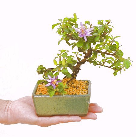 �Q�O�O�O�N�A�N�Ԃ̃x�X�g�Z���[�ɂȂ�܂����I�I�I�R���p�N�g�ɉ������܂����B���߂Ă̕��ɂ���Ă₷����v�ȐA���ł��B