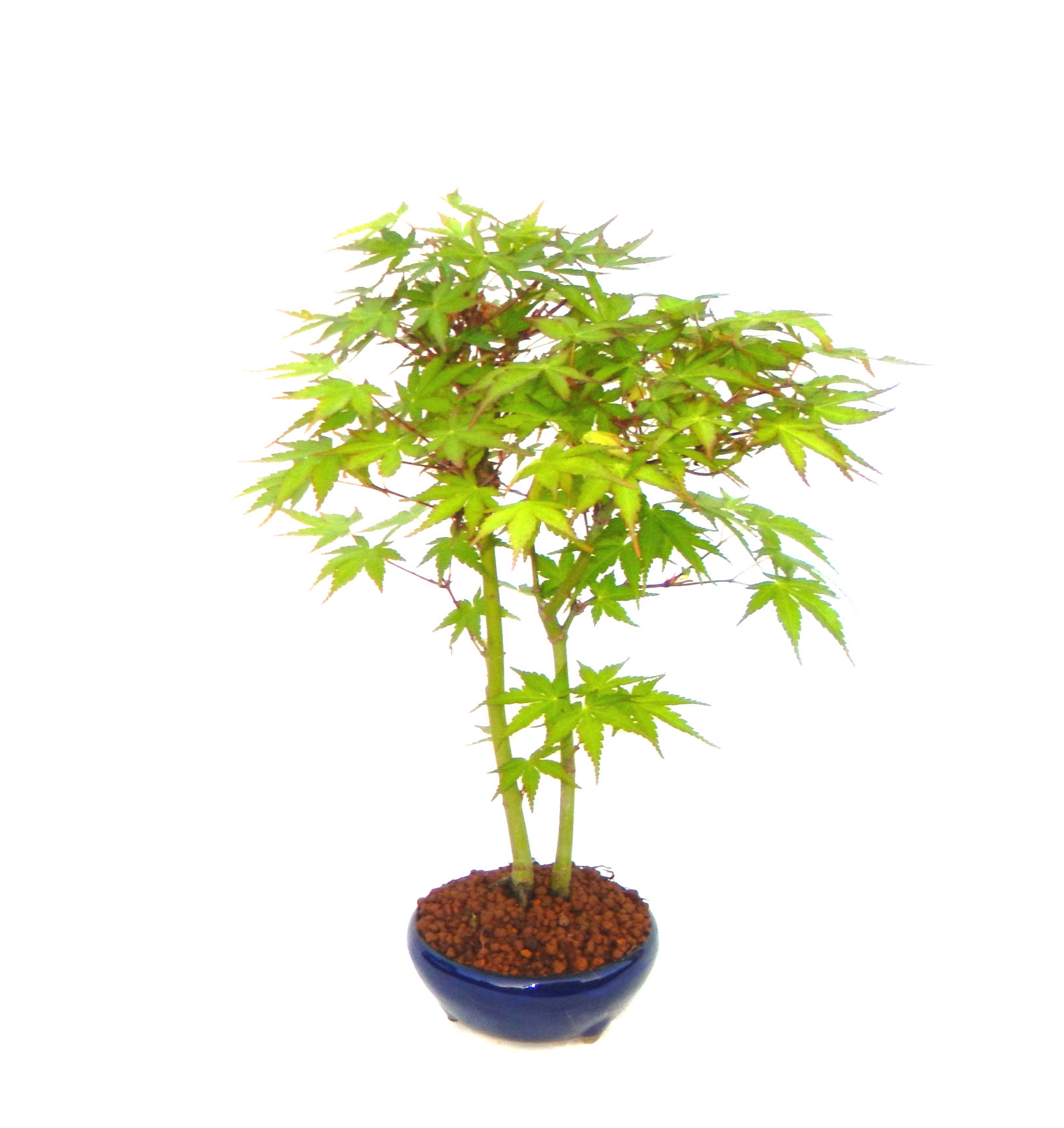 ���݂��B���Ă̐V�΁A�H�̍g�t�A���t�����ďt�̉�ӂ��A�l�G�𔧂Ŋ�����A���ł��B�N�Ԃ̃x�X�g�Z���[�ɂȂ�܂����I�I�I�R���p�N�g�ɉ������܂����B���߂Ă̕��ɂ���Ă₷����v�ȐA���ł��B