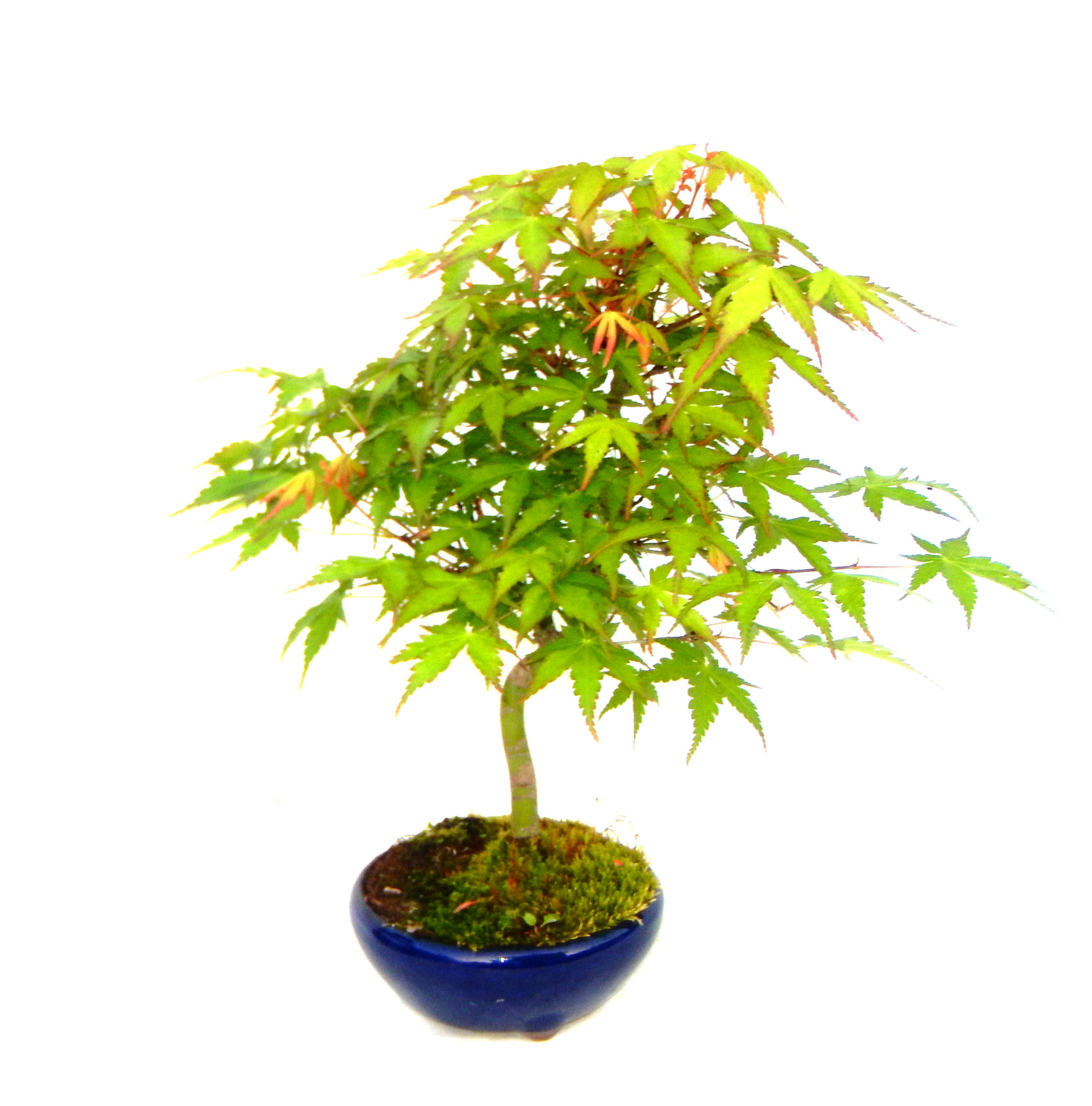 ���݂��B���Ă̐V�΁A�H�̍g�t�A���t�����ďt�̉�ӂ��A�l�G�𔧂Ŋ�����A���ł��B�N�Ԃ̃x�X�g�Z���[�ɂȂ�܂����I�I�I�R���p�N�g�ɉ������܂����B���߂Ă̕��ɂ���Ă₷����v�ȐA���ł��B