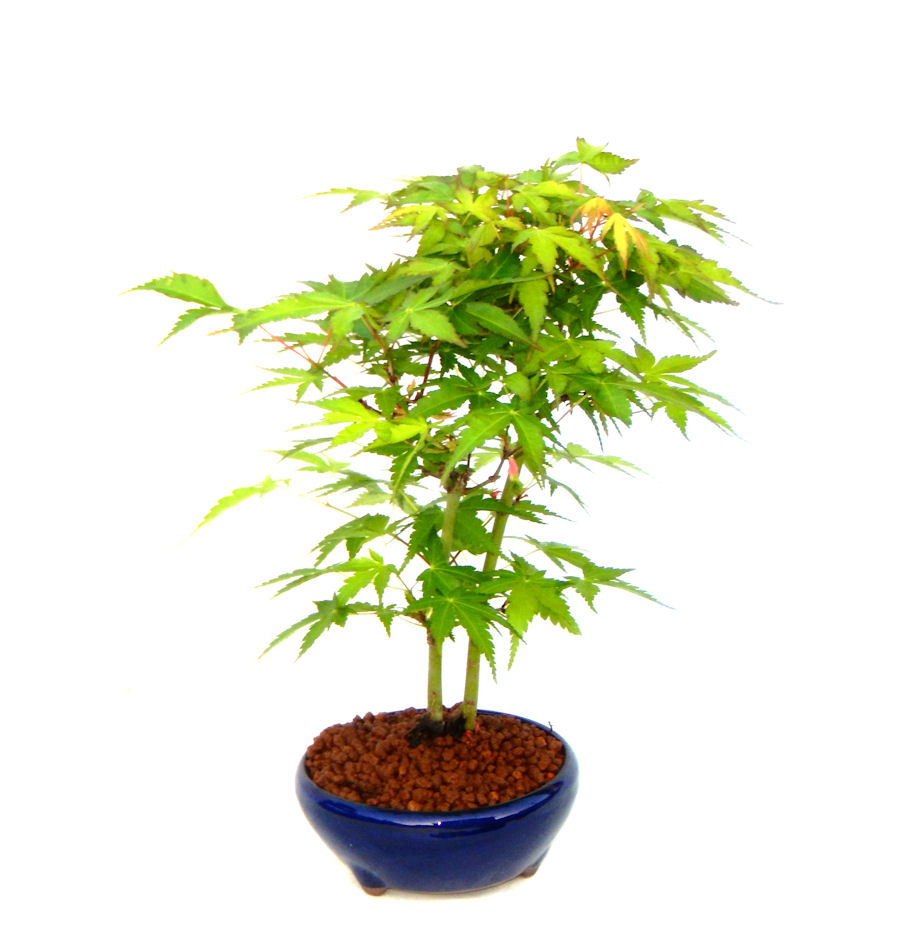 ���݂��B���Ă̐V�΁A�H�̍g�t�A���t�����ďt�̉�ӂ��A�l�G�𔧂Ŋ�����A���ł��B�N�Ԃ̃x�X�g�Z���[�ɂȂ�܂����I�I�I�R���p�N�g�ɉ������܂����B���߂Ă̕��ɂ���Ă₷����v�ȐA���ł��B