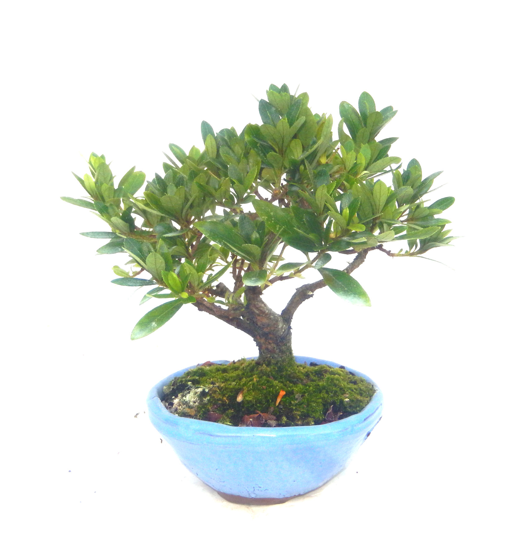 �N�Ԃ̒��x�X�g�Z���[�ɂȂ�܂����I�I�I�R���p�N�g�ɉ������܂����B���߂Ă̕��ɂ���Ă₷����v�ȐA���ł��B