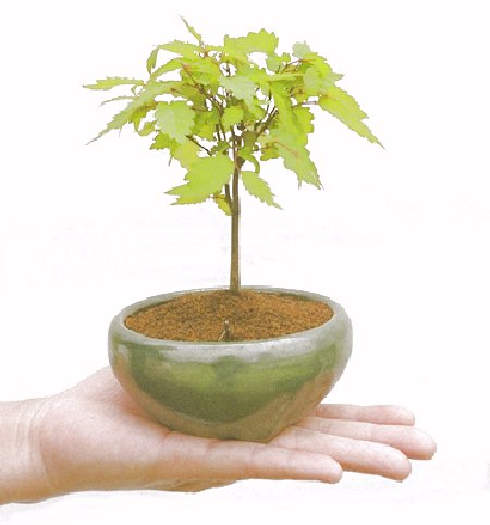 �m���̔��������₫�̉摜���o�܂��B�������΂炭���҂����������܂��B