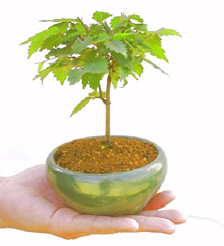 �m���̔��������₫�̉摜���o�܂��B�������΂炭���҂����������܂��B