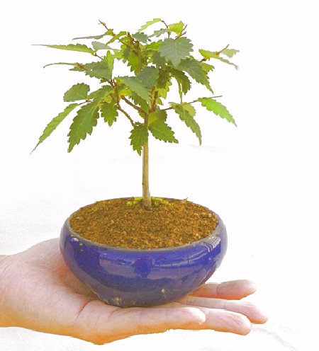 �m���̔��������₫�̉摜���o�܂��B�������΂炭���҂����������܂��B