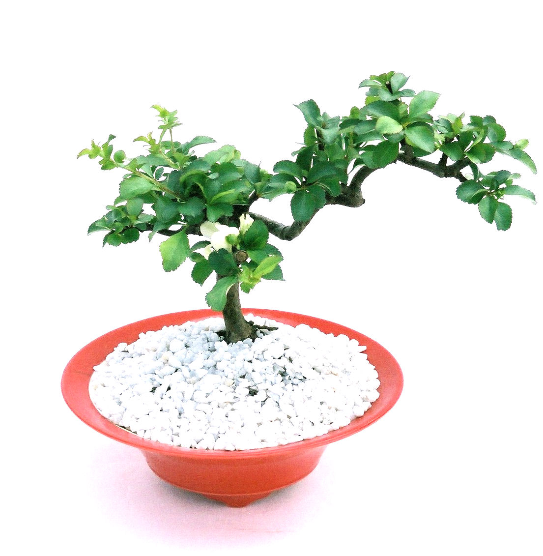 �����~�Ə����܂��B�����ɂ��₩��鉏�N�A���I�I�X�ɏt�A�R�����납���ȐԂ��ԁB�}�ɒ��ڂڂ݂�t���J�Ԃ��܂��B�Ԑ��������Ă��A���Ȃ��Ă��A�Ƃɂ��������A��x������ǂ����Ă���ɓ��ꂽ���Ȃ�A���ł��I 
   ���̏��i�́A�~�j�T�C�Y�ɍ��܂����B�������̃C���e���A�Ƃ��ăe�[�u���⑋�ӂɂ�����傫���ł��B�܂������̂����߂̈�i�ł��I�I�I