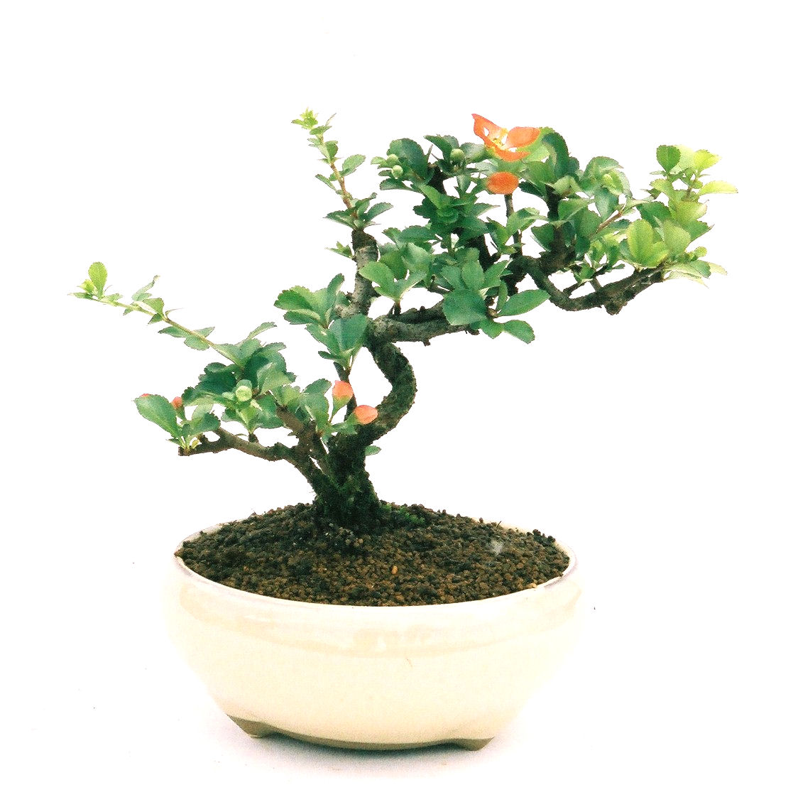 �����~�Ə����܂��B�����ɂ��₩��鉏�N�A���I�I�X�ɏt�A�R�����납���ȐԂ��ԁB�}�ɒ��ڂڂ݂�t���J�Ԃ��܂��B�Ԑ��������Ă��A���Ȃ��Ă��A�Ƃɂ��������A��x������ǂ����Ă���ɓ��ꂽ���Ȃ�A���ł��I 
   ���̏��i�́A�~�j�T�C�Y�ɍ��܂����B�������̃C���e���A�Ƃ��ăe�[�u���⑋�ӂɂ�����傫���ł��B�܂������̂����߂̈�i�ł��I�I�I