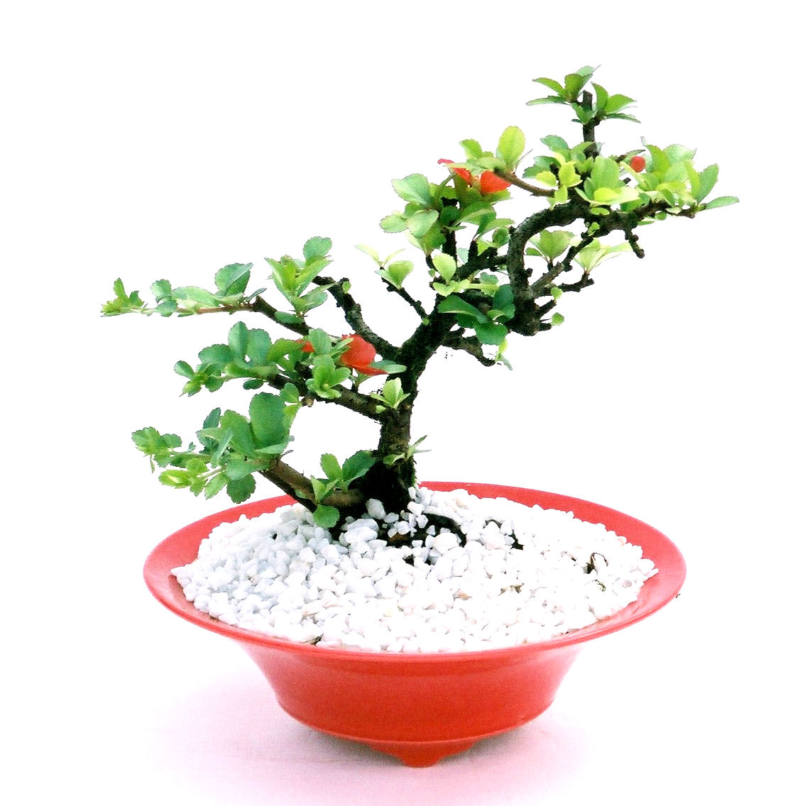 �����~�Ə����܂��B�����ɂ��₩��鉏�N�A���I�I�X�ɏt�A�R�����납���ȐԂ��ԁB�}�ɒ��ڂڂ݂�t���J�Ԃ��܂��B�Ԑ��������Ă��A���Ȃ��Ă��A�Ƃɂ��������A��x������ǂ����Ă���ɓ��ꂽ���Ȃ�A���ł��I 
   ���̏��i�́A�~�j�T�C�Y�ɍ��܂����B�������̃C���e���A�Ƃ��ăe�[�u���⑋�ӂɂ�����傫���ł��B�܂������̂����߂̈�i�ł��I�I�I