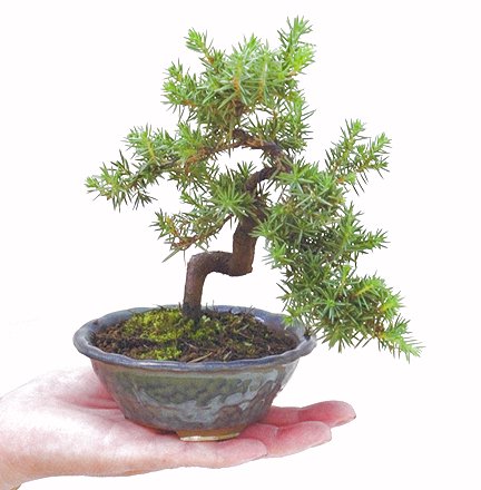 �~�́@�Ƃ��傤�i�m���j