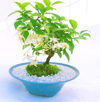 �N���b�N����Ɗg��摜�Ɛ���������܂�