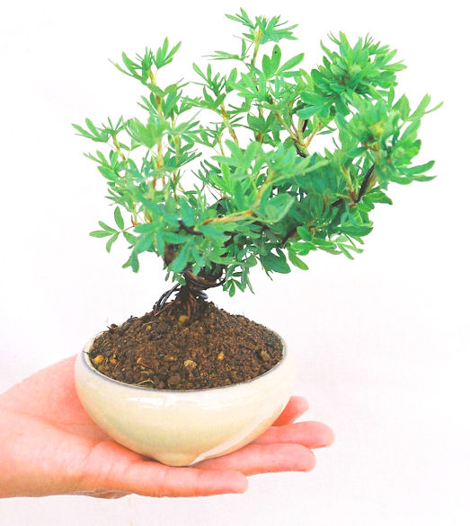 ���I�~�Ə����܂��B�����ɂ��₩��鉏�N�A���I�I�Ƃɂ��������A��x������ǂ����Ă���ɓ��ꂽ���Ȃ�A���ł��I 
   ���̏��i�́A�~�j�T�C�Y�ɍ��܂����B�������̃C���e���A�Ƃ��ăe�[�u���⑋�ӂɂ�����傫���ł��B�܂������̂����߂̈�i�ł��I�I�I