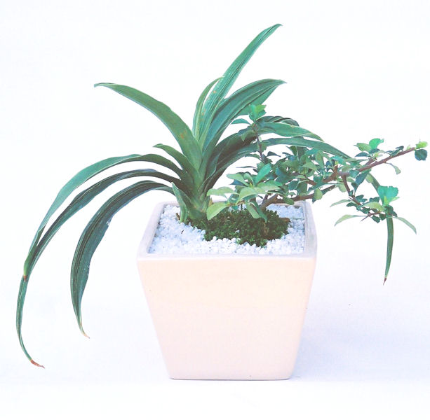 �����~�Ə����܂��B�����ɂ��₩��鉏�N�A���I�I�X�ɏt�A�R�����납���ȐԂ��ԁB�}�ɒ��ڂڂ݂�t���J�Ԃ��܂��B�Ԑ��������Ă��A���Ȃ��Ă��A�Ƃɂ��������A��x������ǂ����Ă���ɓ��ꂽ���Ȃ�A���ł��I 
   ���̏��i�́A�~�j�T�C�Y�ɍ��܂����B�������̃C���e���A�Ƃ��ăe�[�u���⑋�ӂɂ�����傫���ł��B�܂������̂����߂̈�i�ł��I�I�I